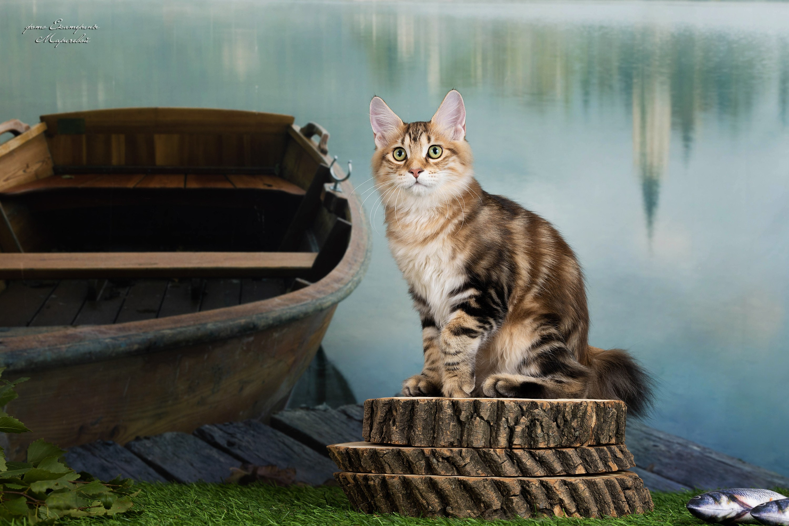 Галерея котят. Фотограф-анималист в Омске Екатерина Маричева