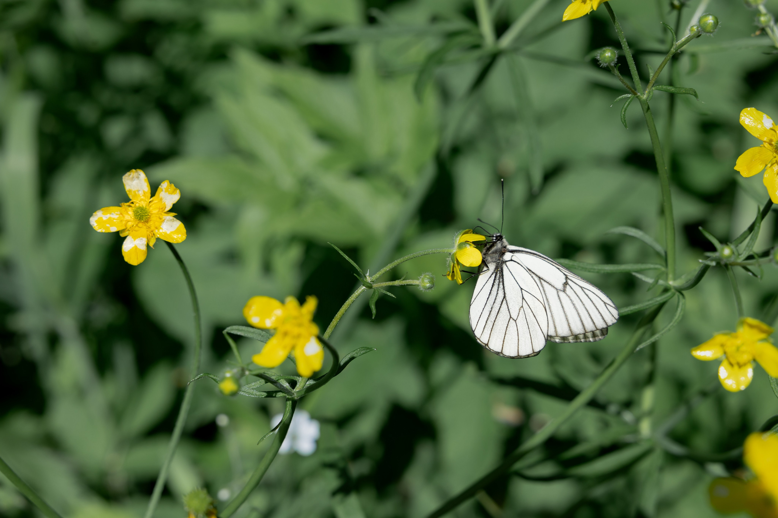 Алтай Бизнес-клуб «Новые Горизонты». Фотограф Москва Людмила Белова