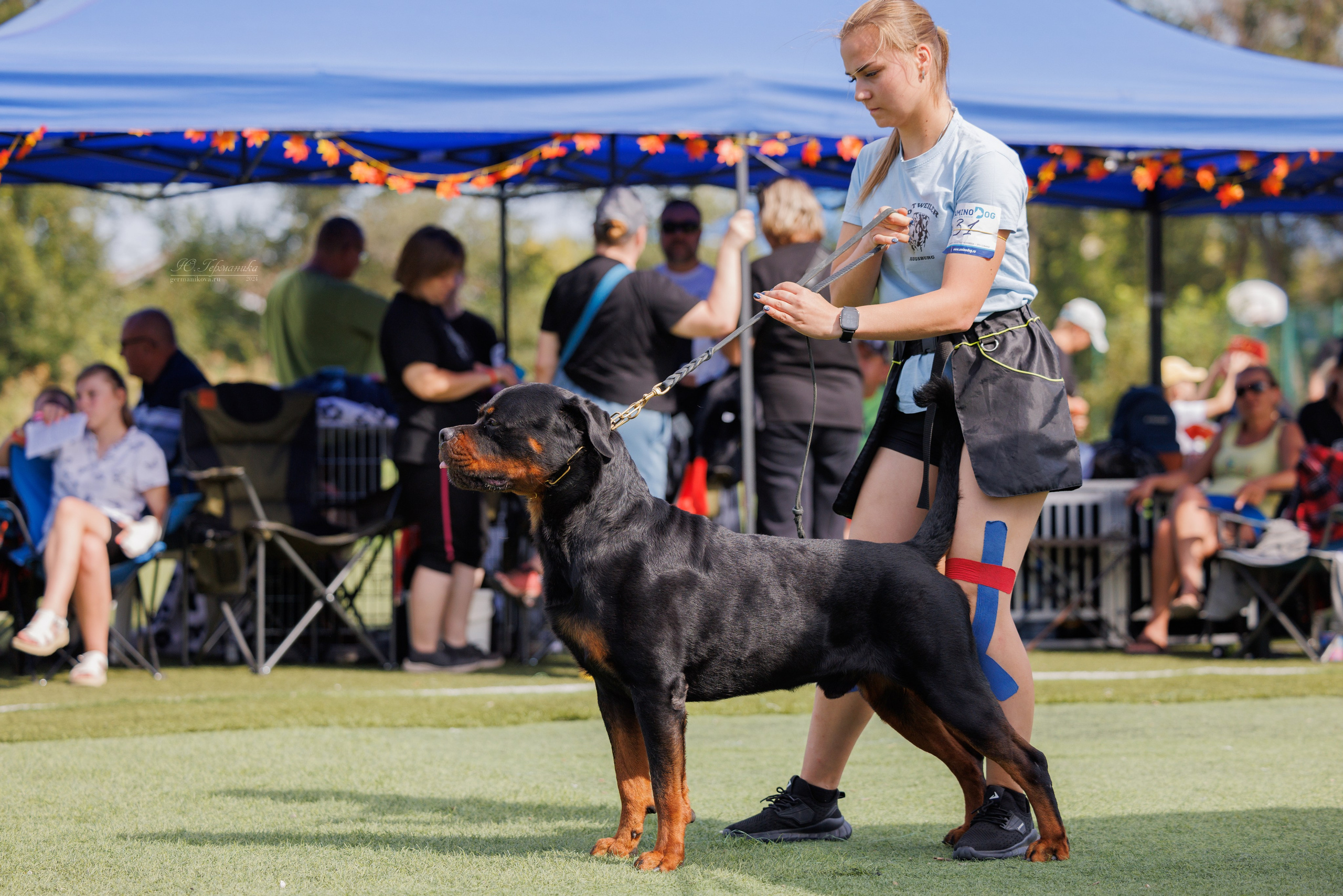 Анапа ротвейлеры 14-15.09.2024. Фотограф-анималист Юлия Германика