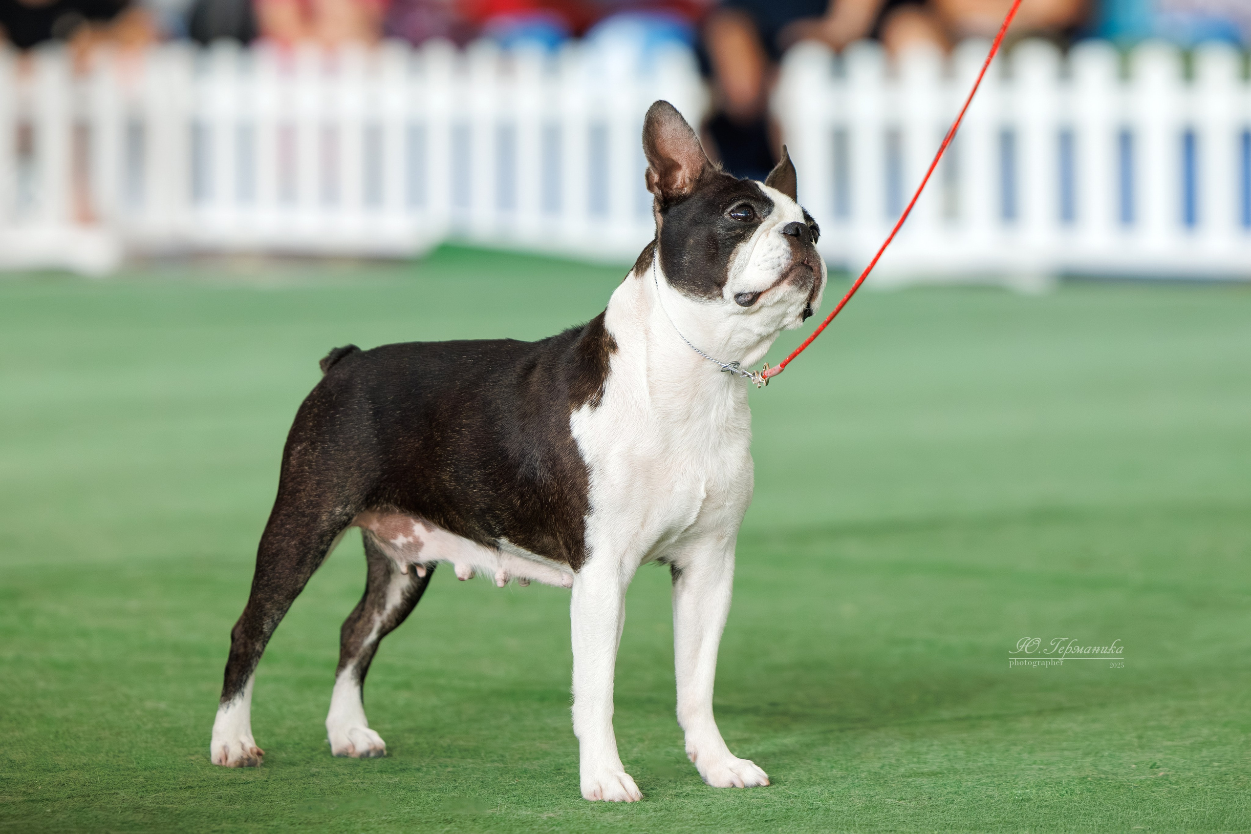 Батуми 3хCACIB 27-29.06.2025. Фотограф-анималист Юлия Германика