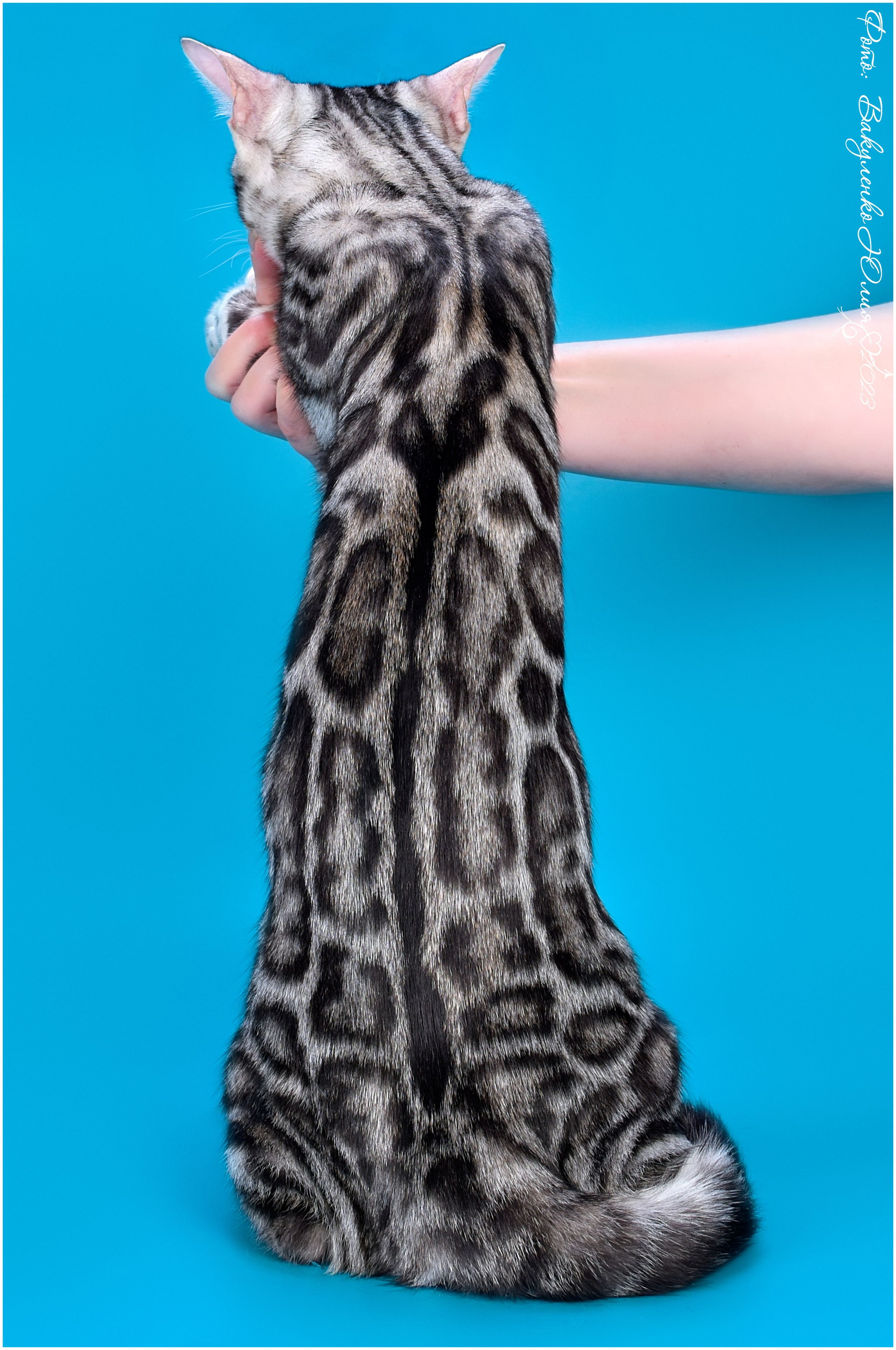 Взрослые. Фотограф анималист | семейный Юлия Вакуленко, г. Краснодар