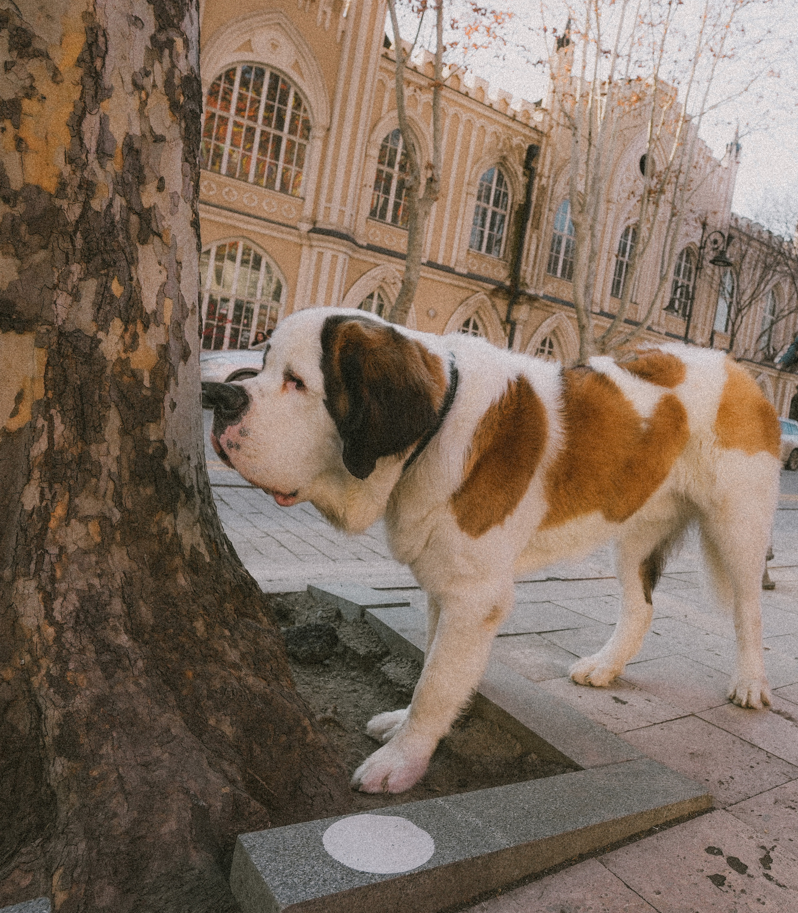 ТБИЛИСИ 2023-2024. Стрит-фотография, полная абсурда, идиотизма и красоты