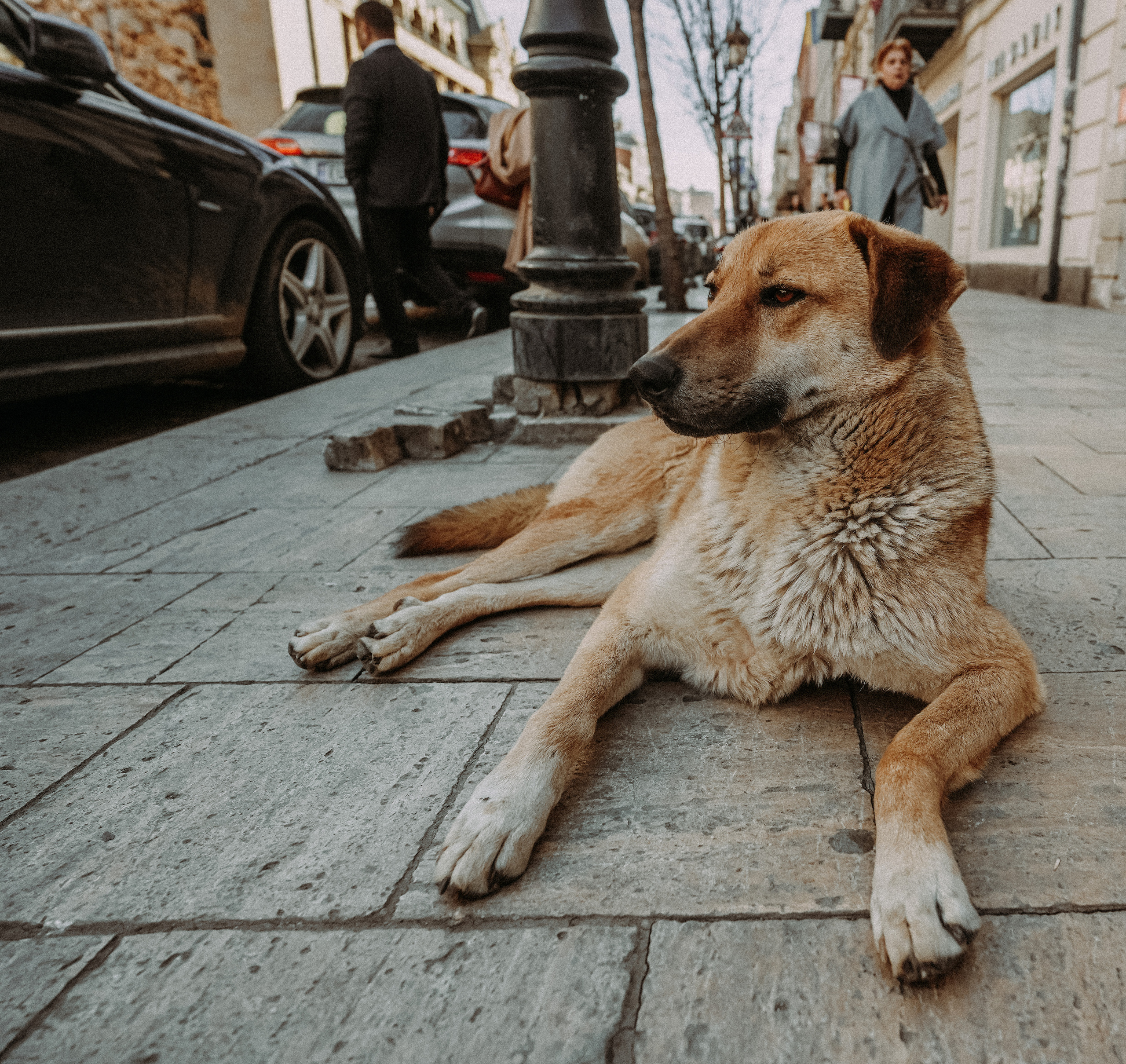 ТБИЛИСИ 2023-2024. Стрит-фотография, полная абсурда, идиотизма и красоты
