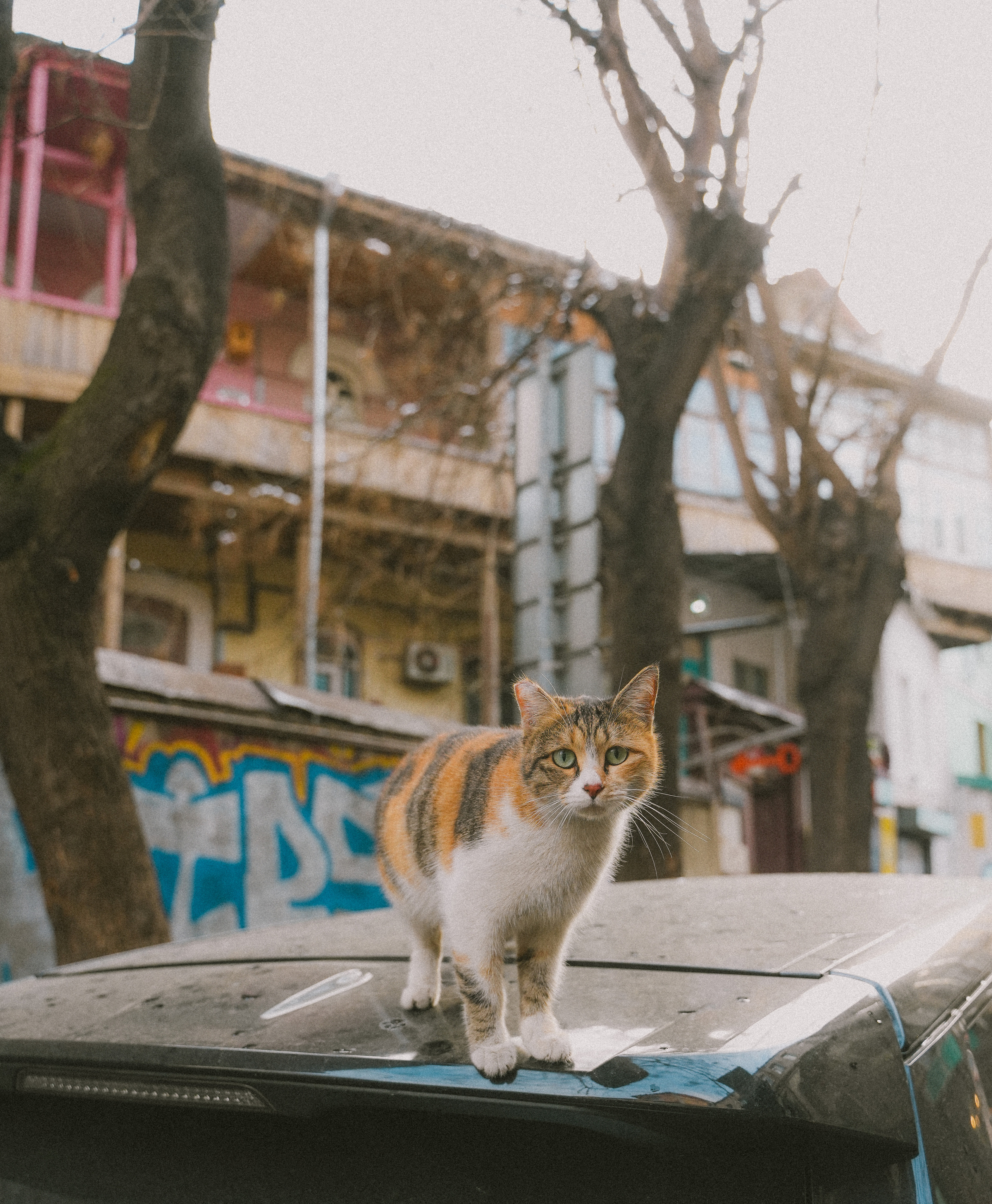 ТБИЛИСИ 2023-2024. Стрит-фотография, полная абсурда, идиотизма и красоты