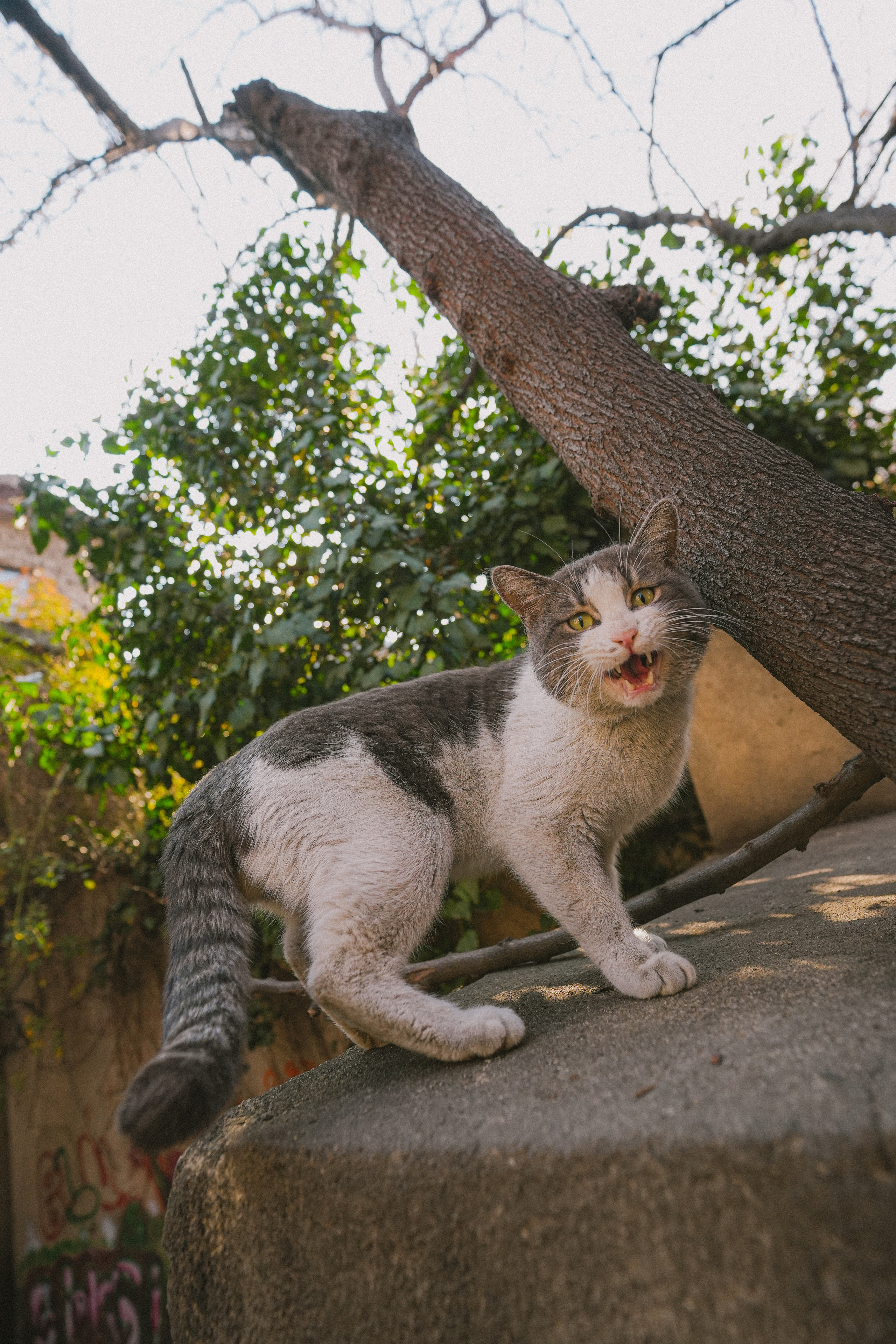 ТБИЛИСИ 2023-2024. Стрит-фотография, полная абсурда, идиотизма и красоты