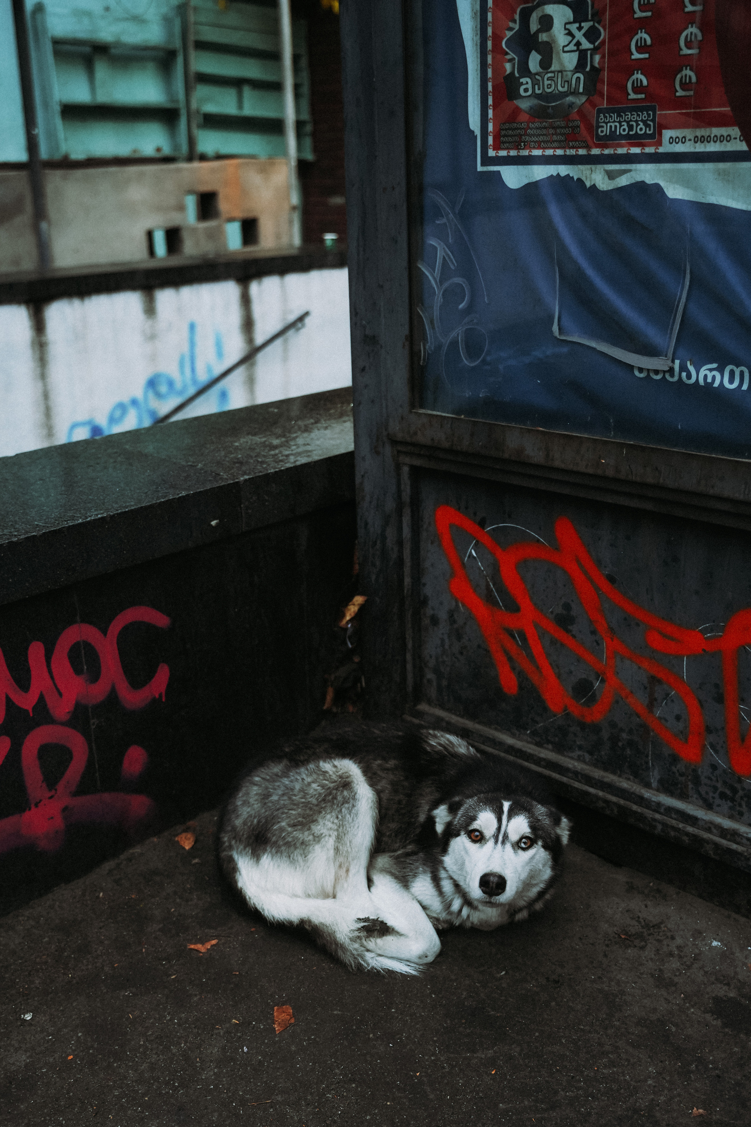 ТБИЛИСИ 2023-2024. Стрит-фотография, полная абсурда, идиотизма и красоты