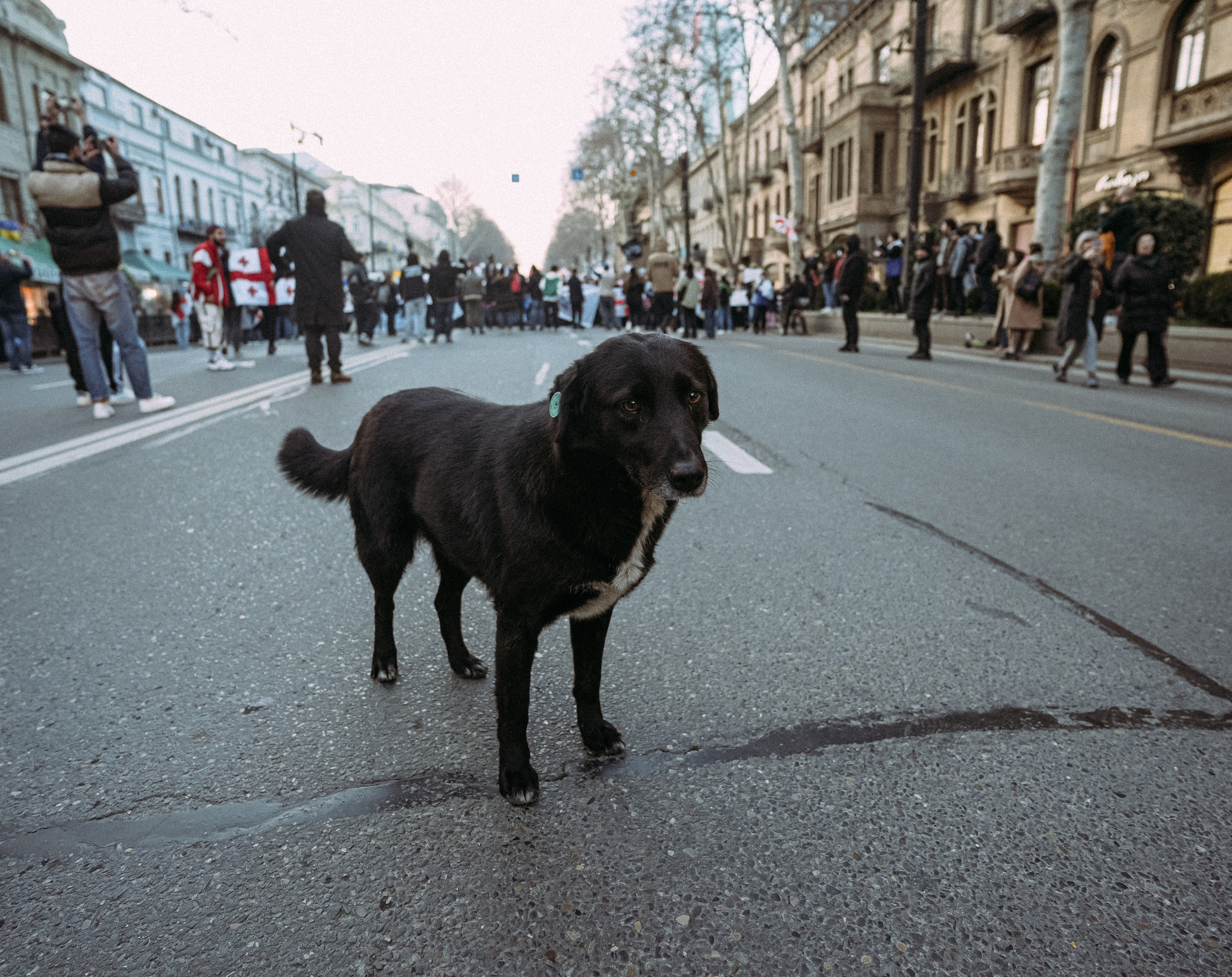ТБИЛИСИ 2023-2024. Стрит-фотография, полная абсурда, идиотизма и красоты