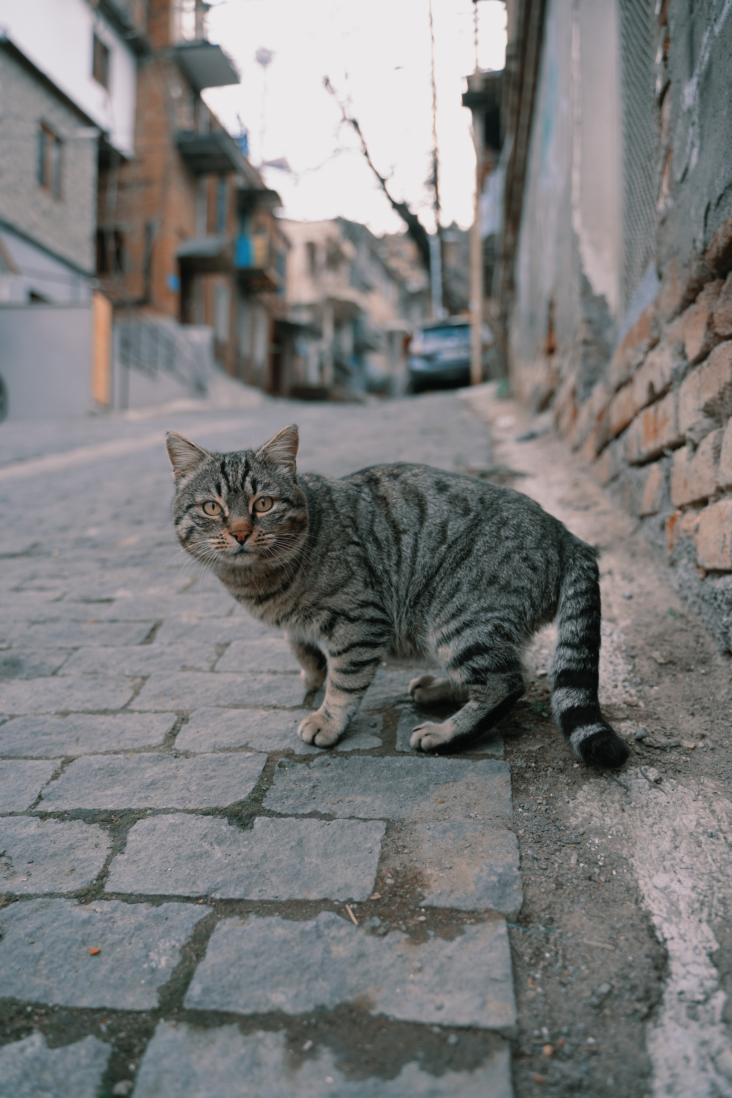 ТБИЛИСИ 2023-2024. Стрит-фотография, полная абсурда, идиотизма и красоты