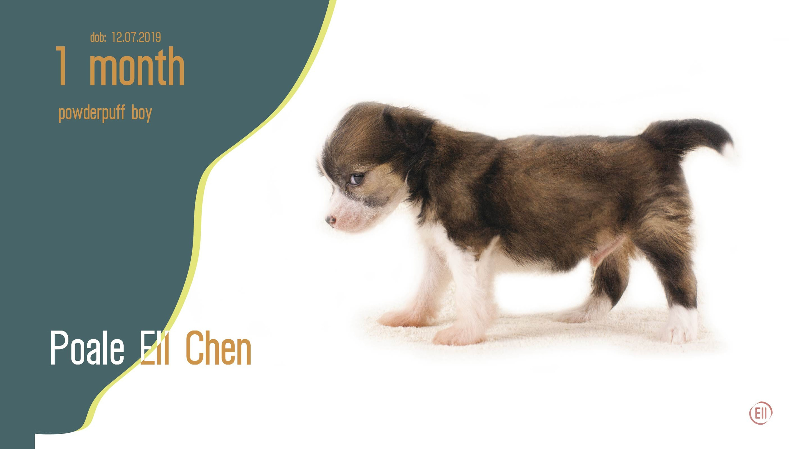 Litter C. Chinese Crested Dog Kennel Poale Ell