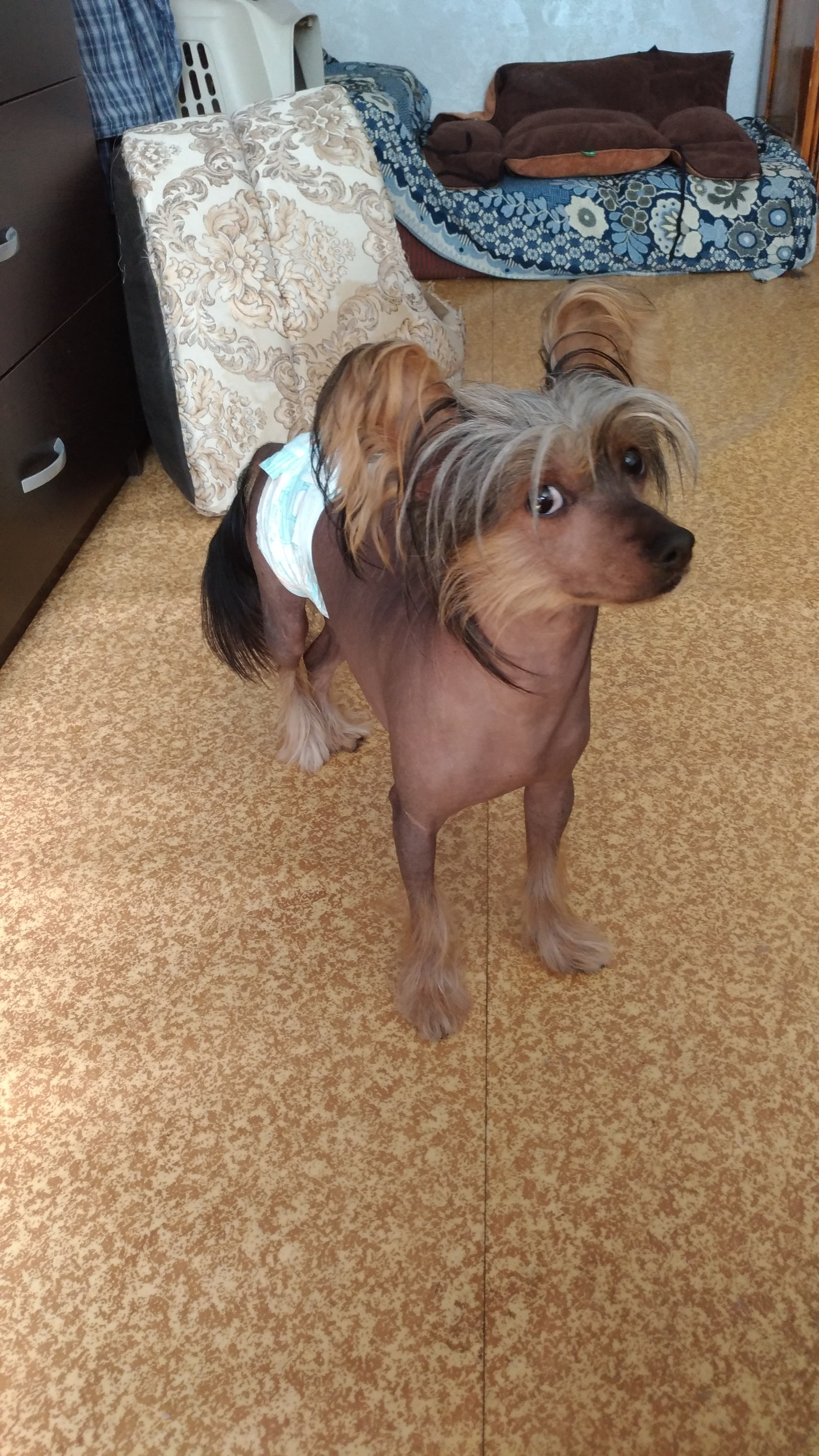 Адамусик милый малыш. Питомник китайских хохлатых собак Poale Ell: купить щенка в питомнике