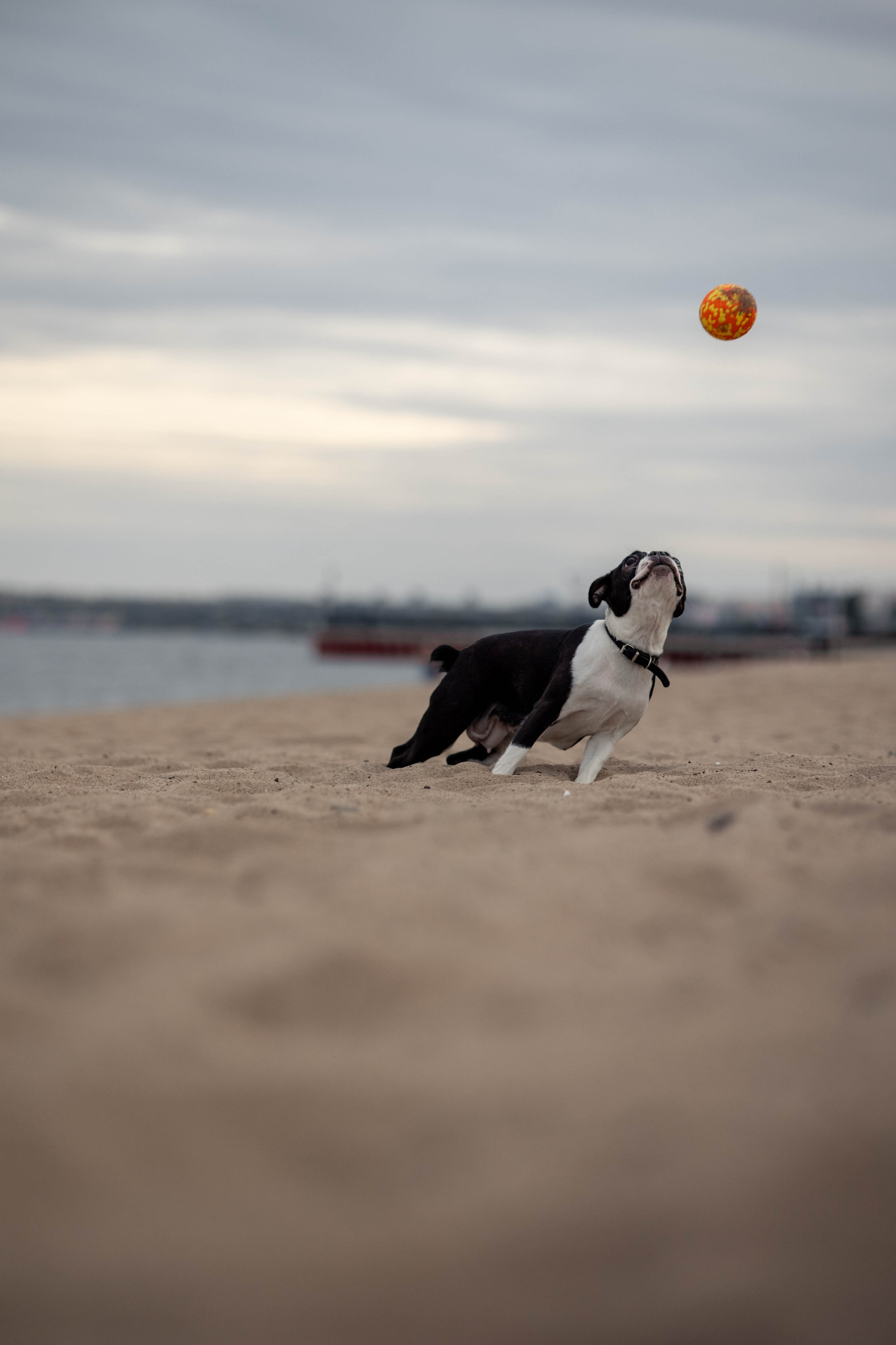 Сима. Главная