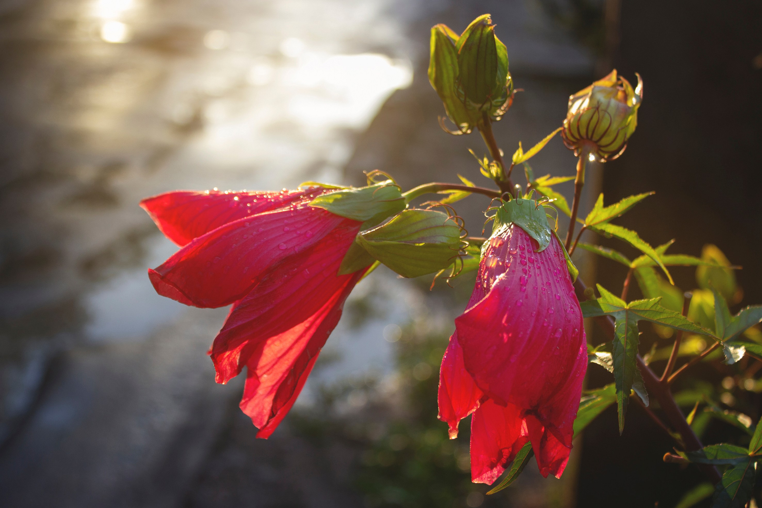 Природа. Команда фотографов Кристины Ивановой