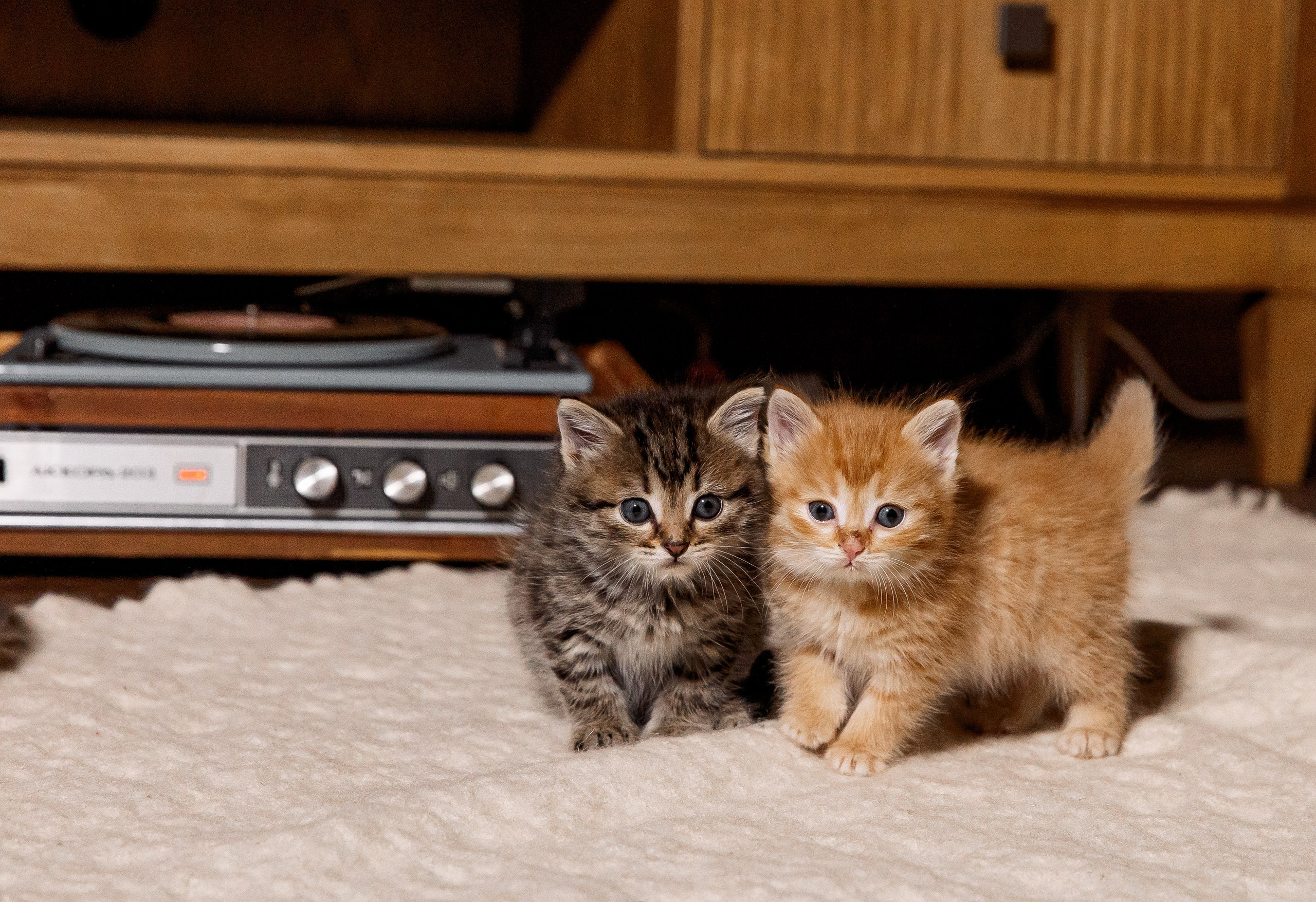 Эдуард и Дарья с сыновьями. Свадебный и семейный фотограф в Челябинске Юлия Ишимова
