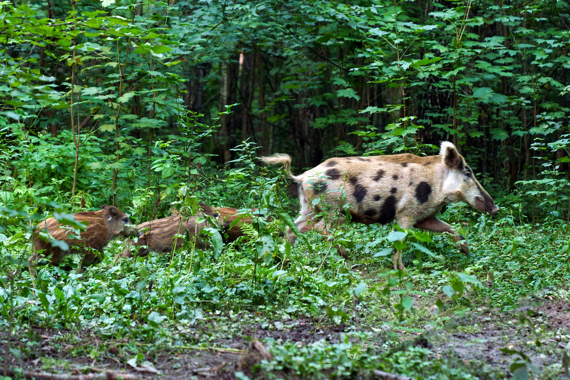Животные. Ваш личный фотограф Марина Волкова