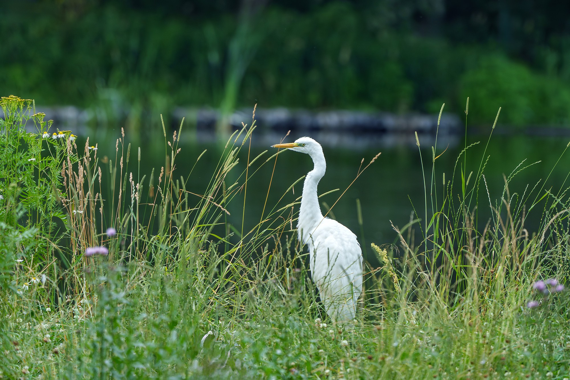 Удивительные мир птиц. Вокруг нас столько прекрасного — присмотритесь!. Ваш личный фотограф Марина Волкова