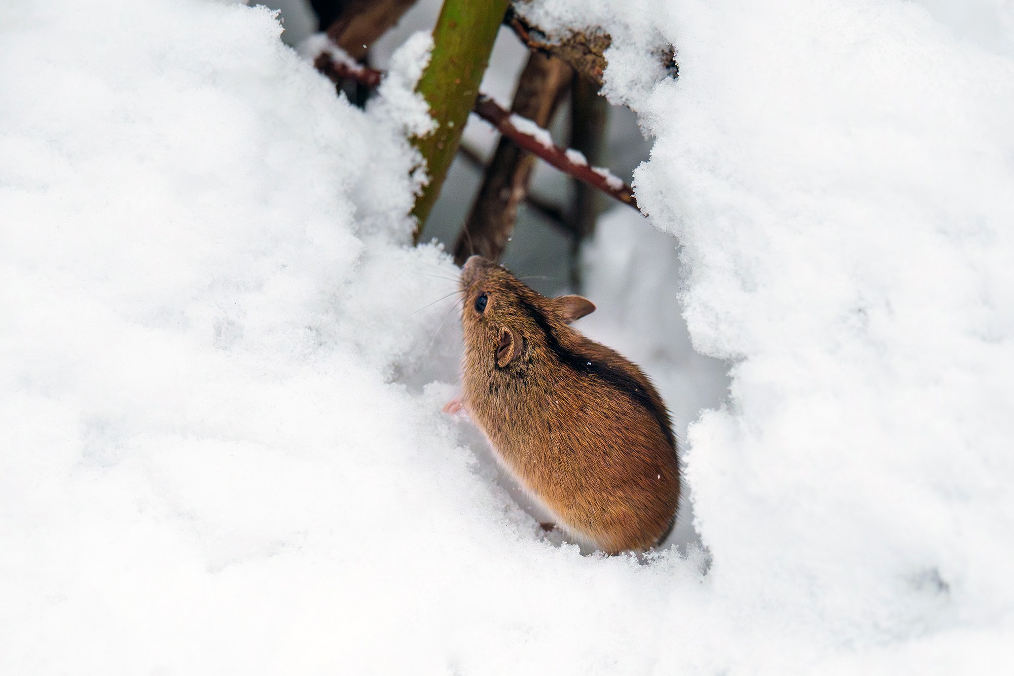 Животные. Ваш личный фотограф Марина Волкова