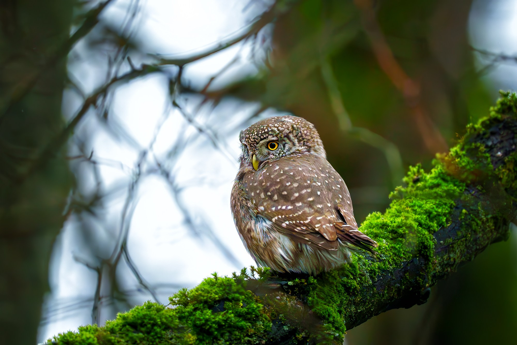 Удивительные мир птиц. Вокруг нас столько прекрасного — присмотритесь!. Ваш личный фотограф Марина Волкова