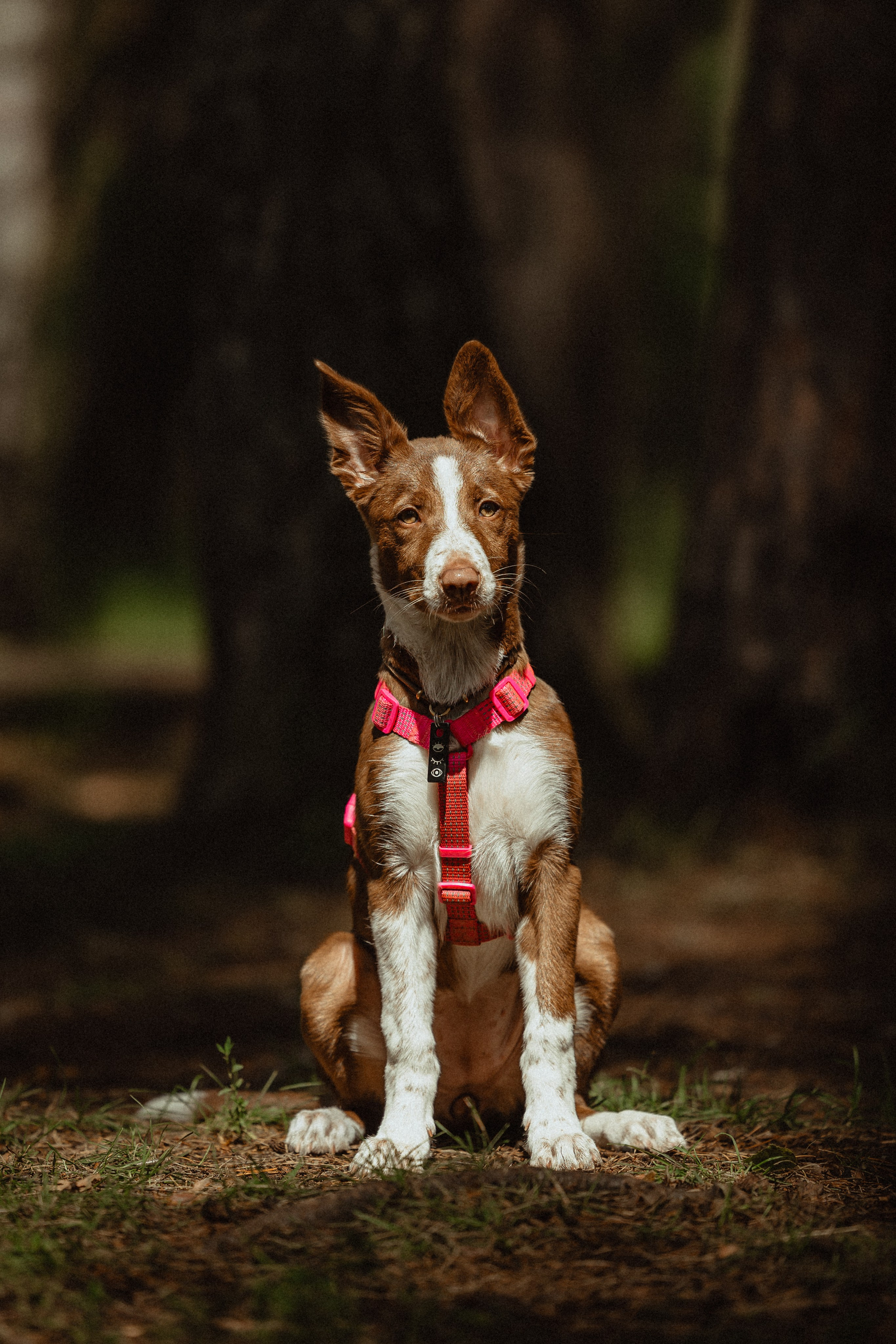 Выездной дог-тренинг от школы «Шерсть имею»