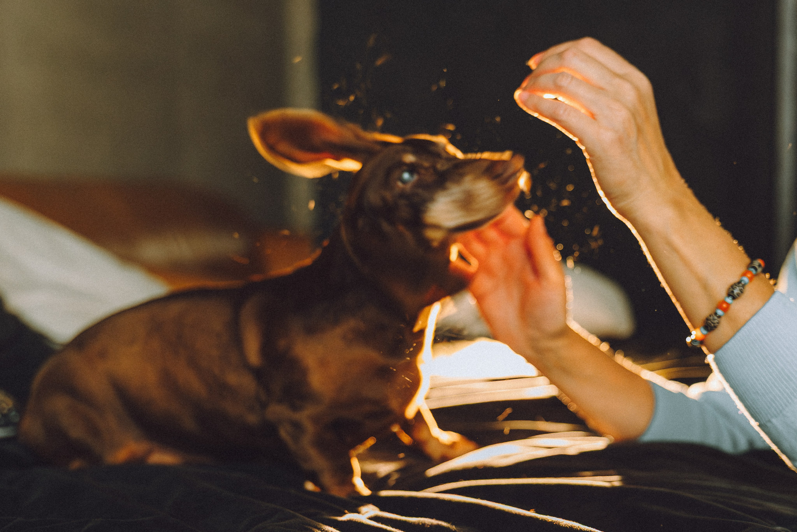 Кокос, Света, Динара и Вилли