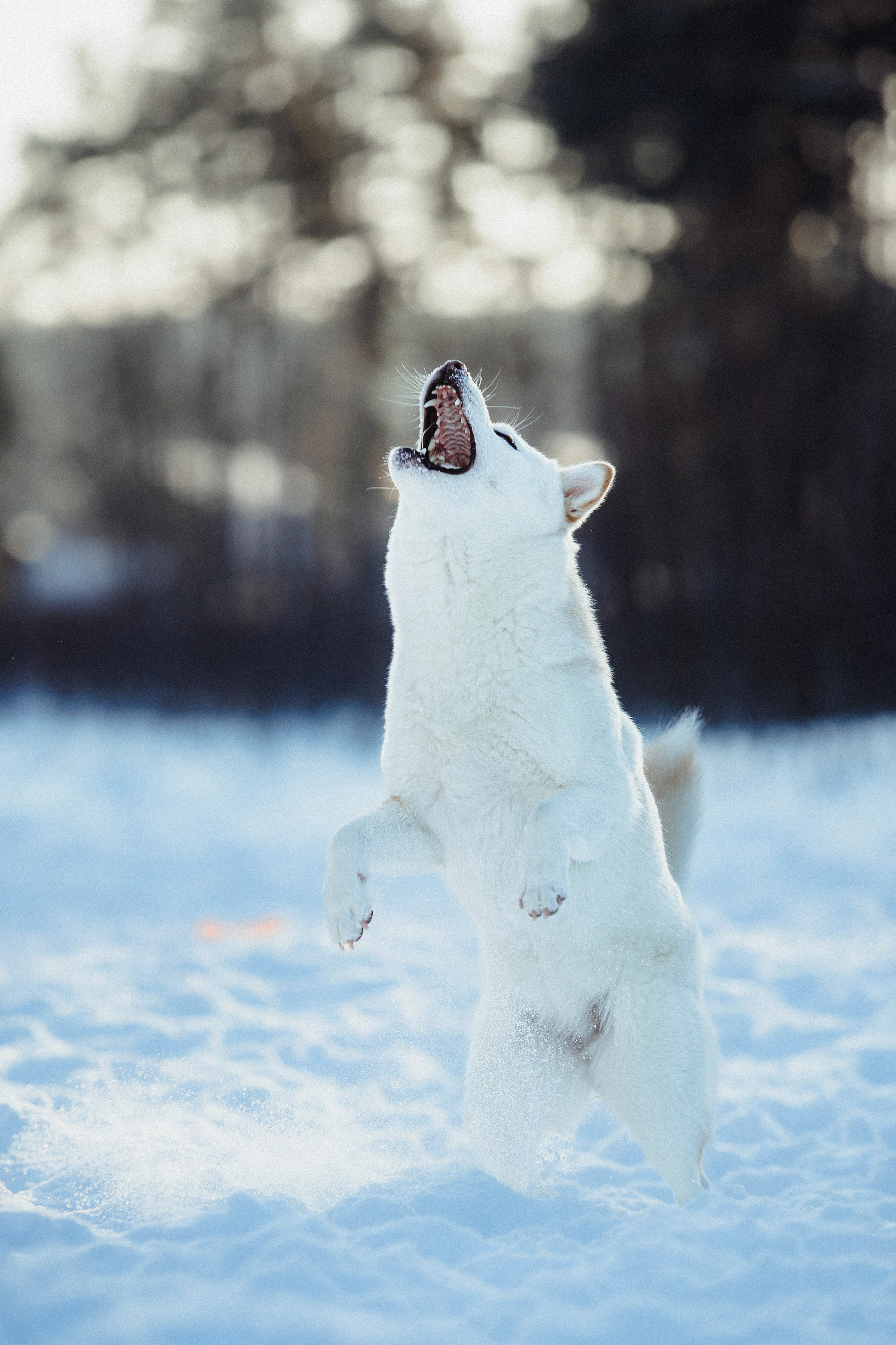 Шед, Цири и Ира