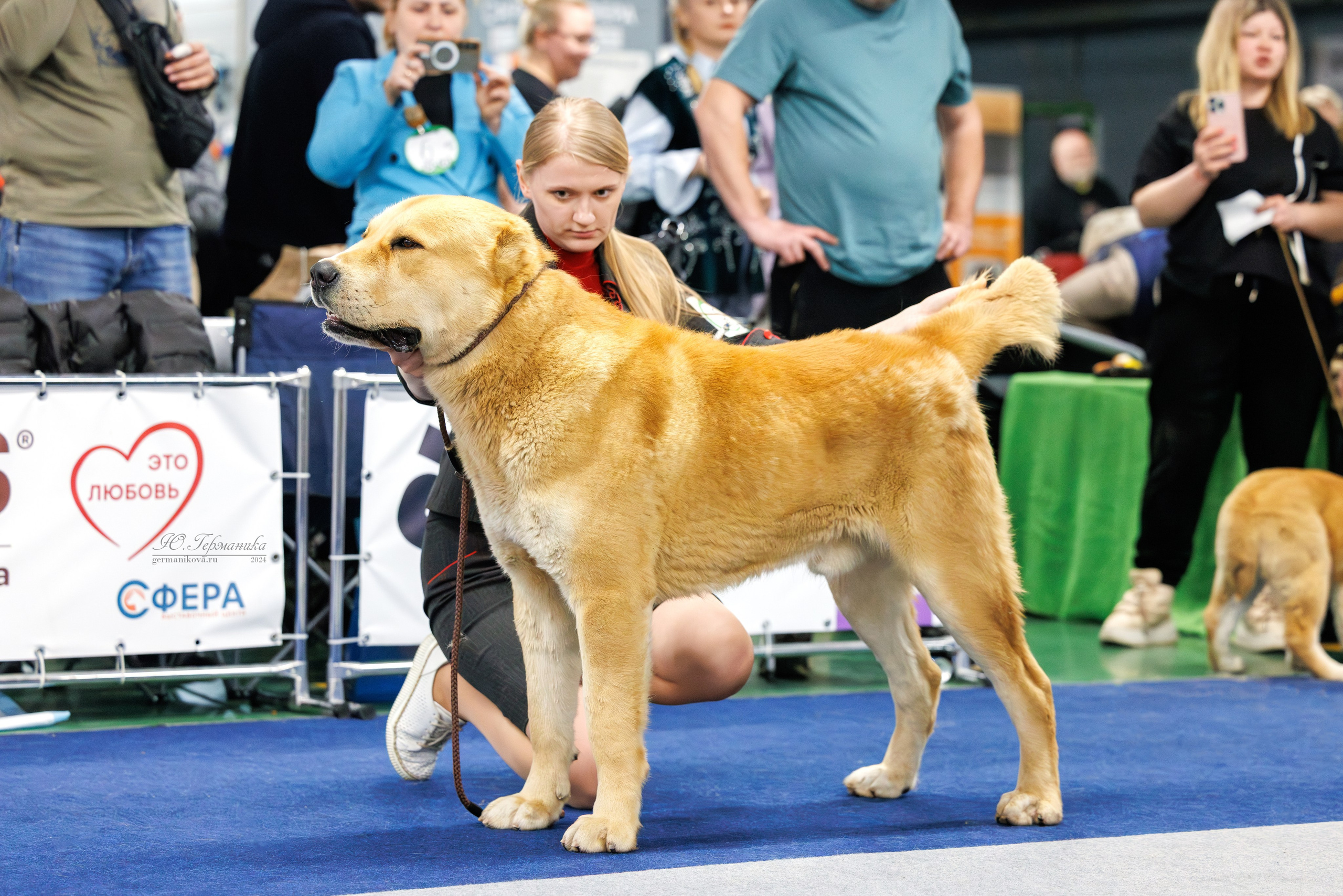 Сфера и Крокус 8,9,16 и 30.03.2025. Фотограф-анималист Юлия Германика