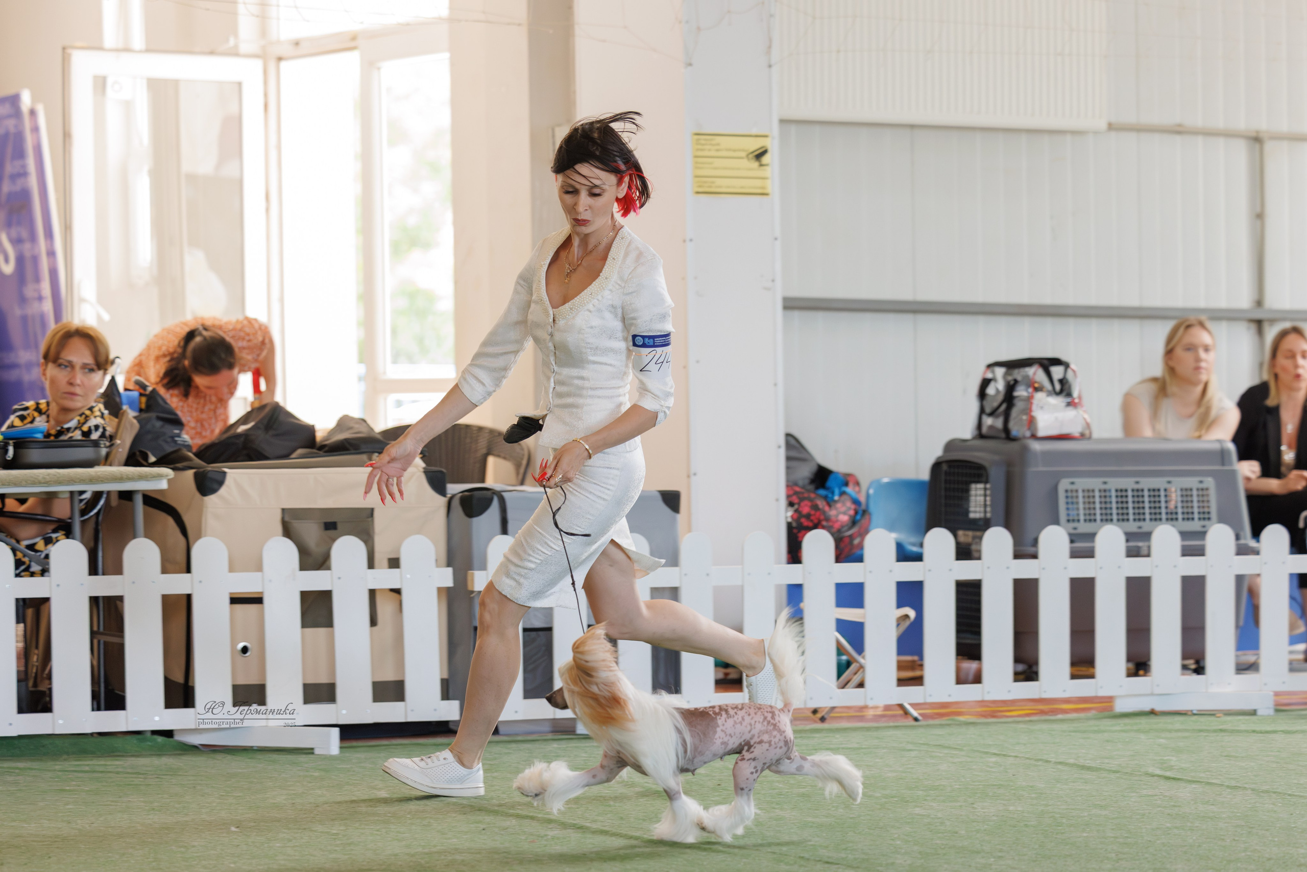 Батуми 3хCACIB 27-29.06.2025. Фотограф-анималист Юлия Германика