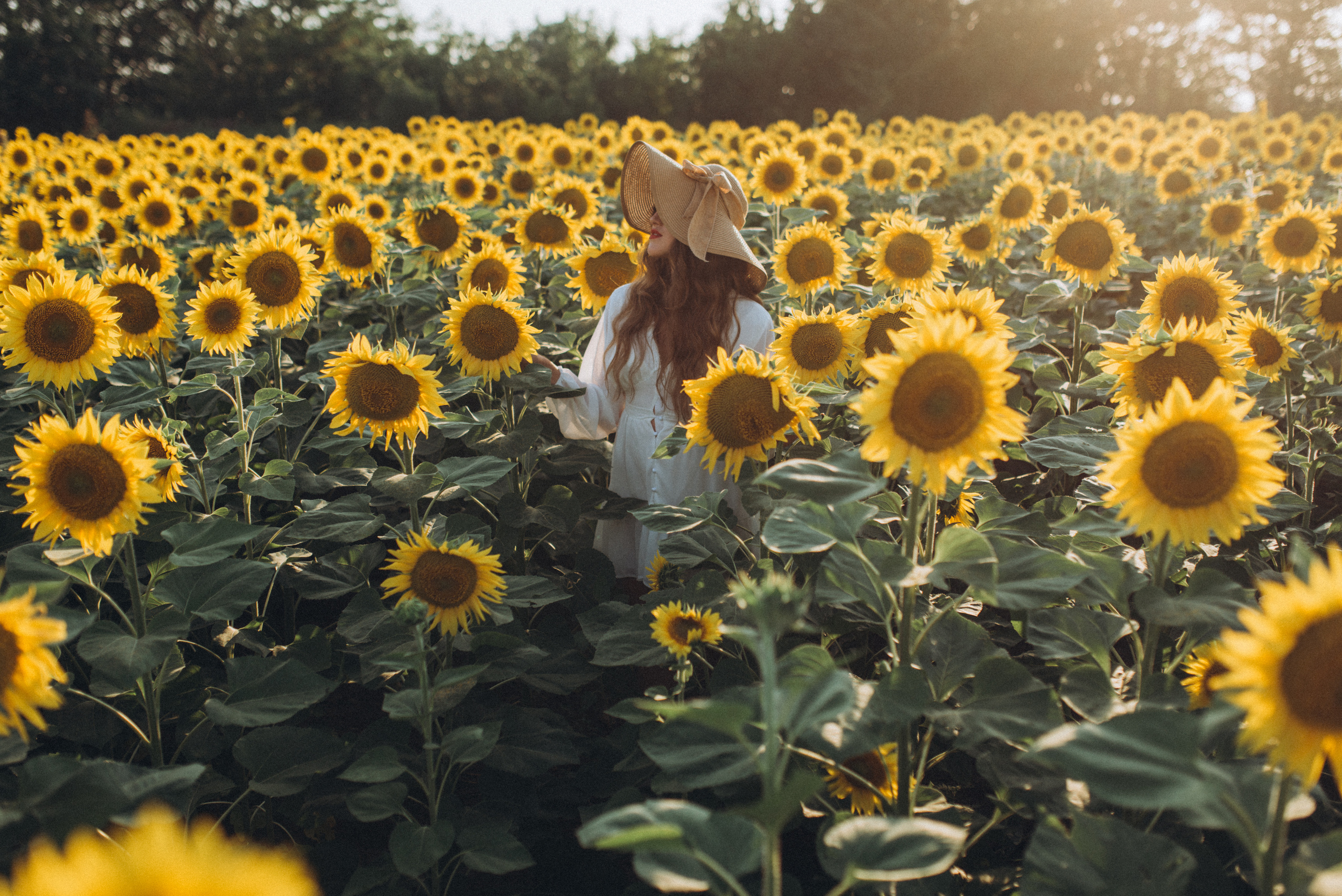 Подсолнухи. Свадебный и семейный фотограф город Темрюк Фотостудия Темрюк