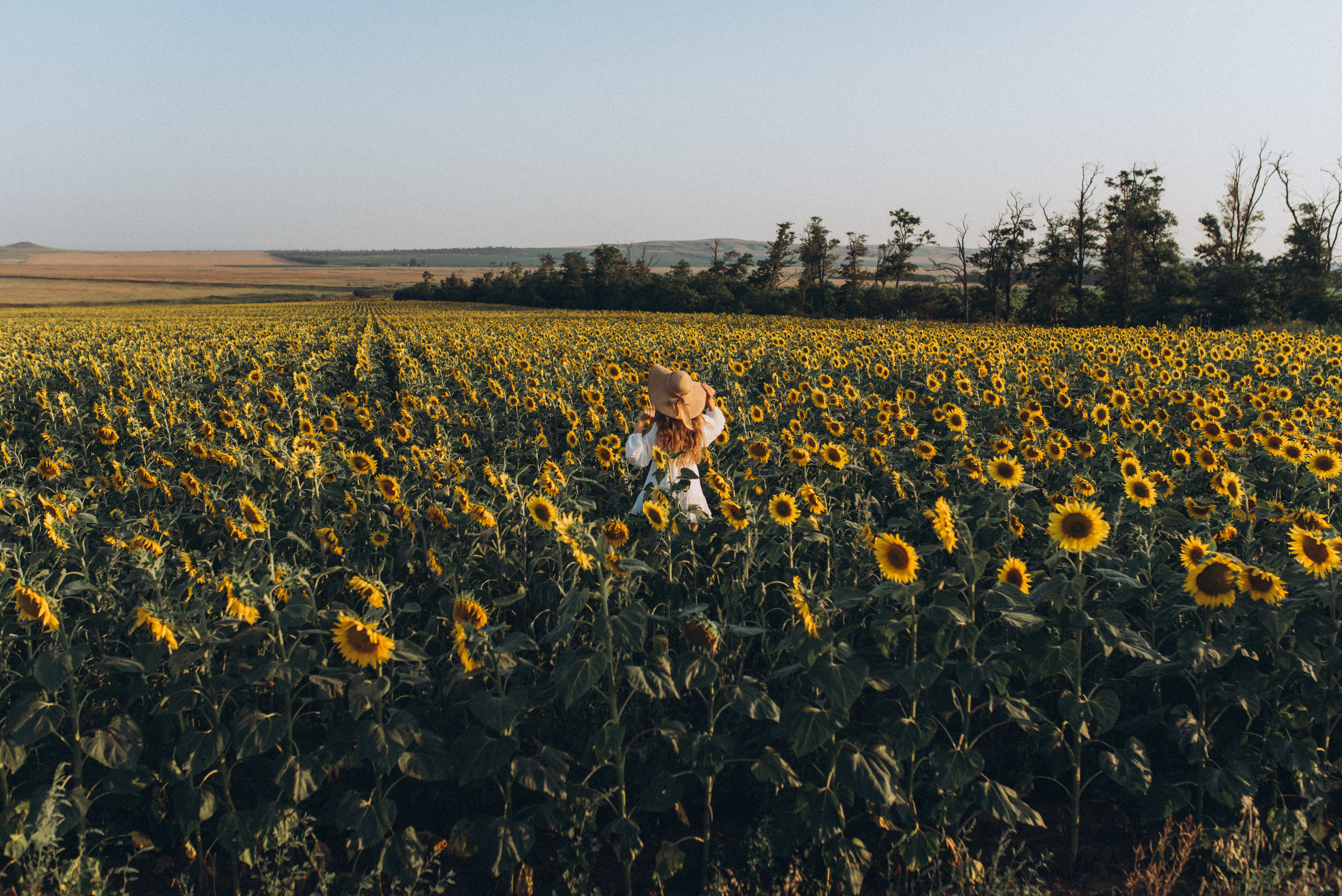 Подсолнухи. Свадебный и семейный фотограф город Темрюк Фотостудия Темрюк