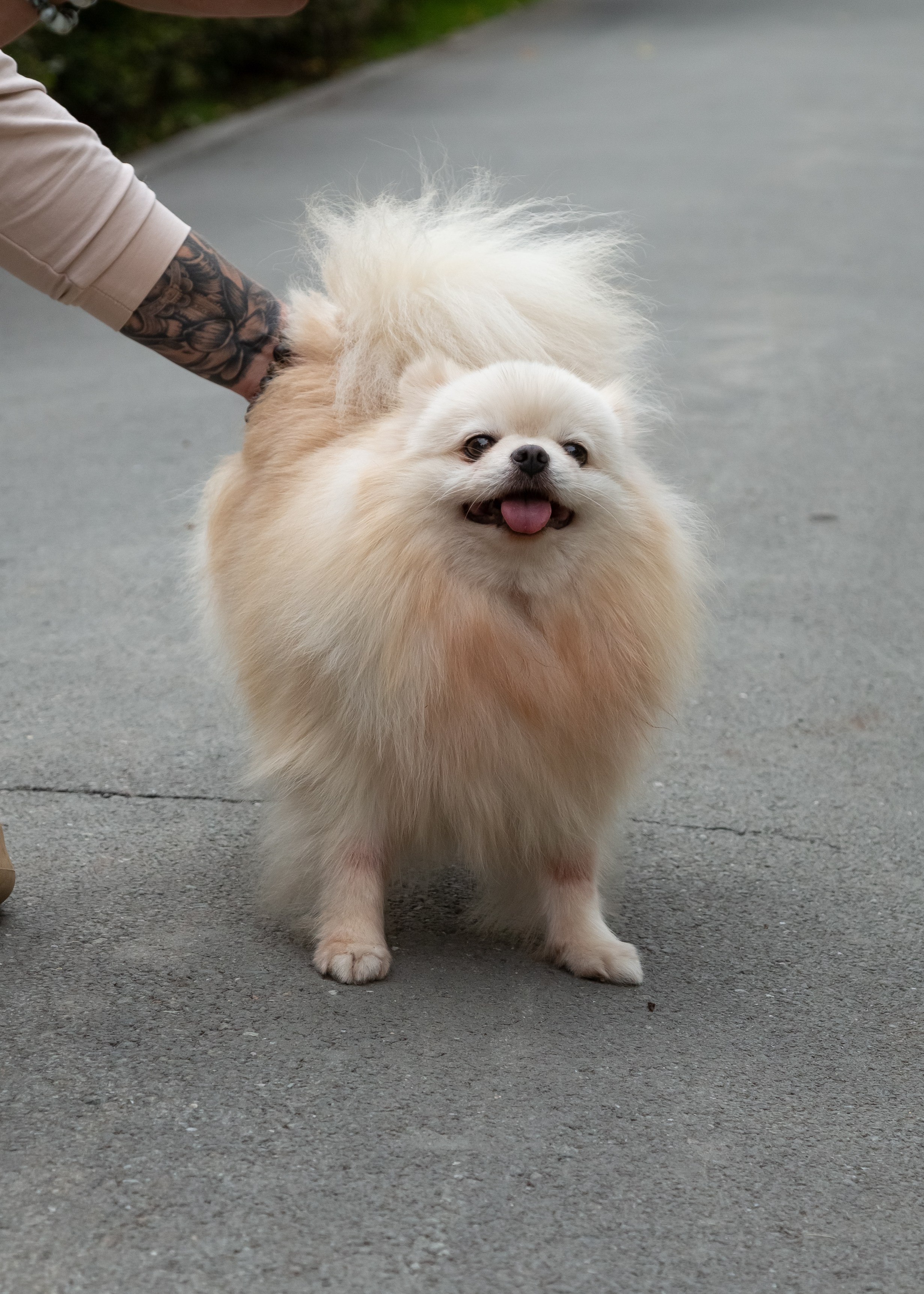 Фотосессия с животными. Фотограф в Барнауле Татьяна Чурикова