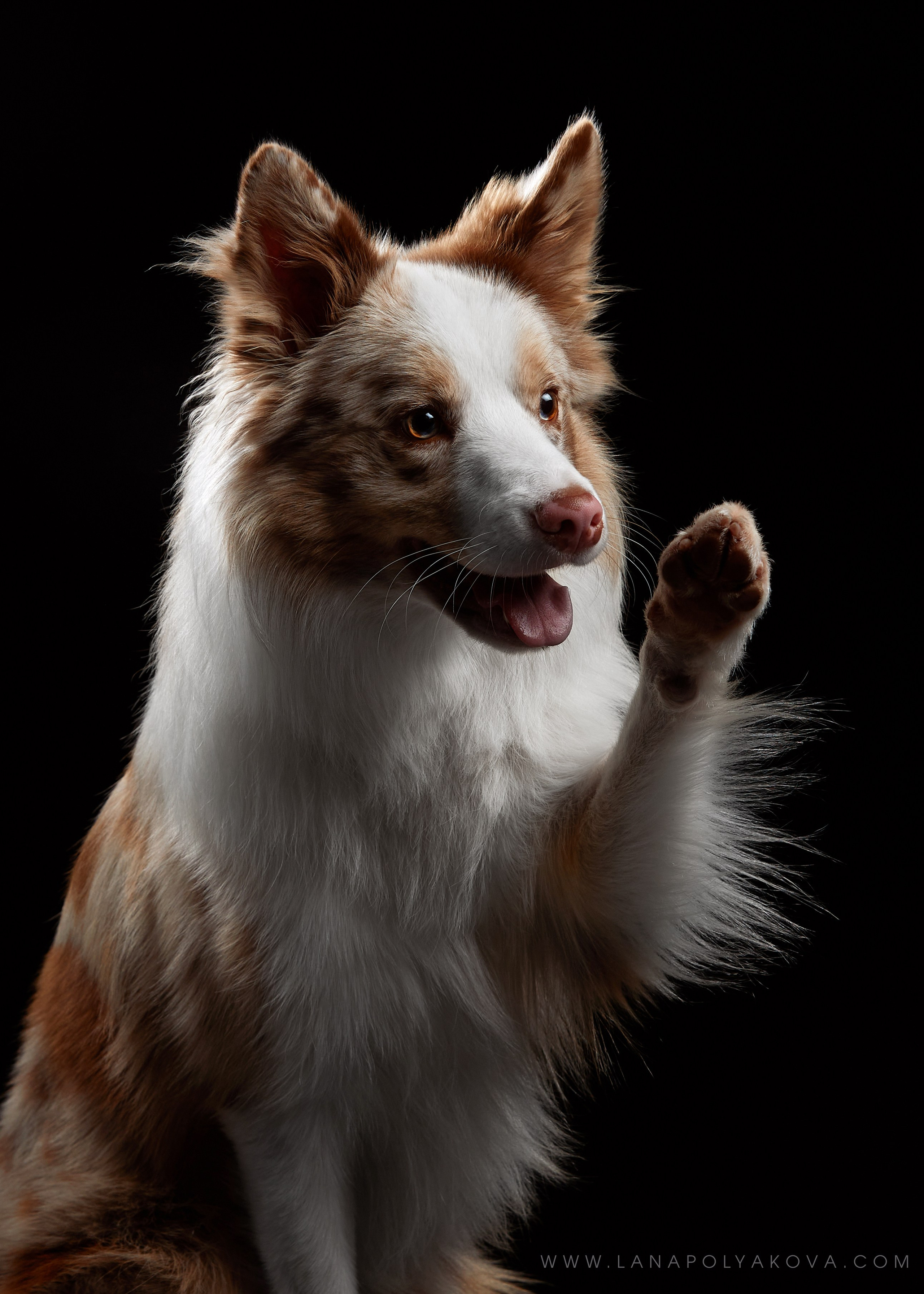 Оскар передает привет 👋. ФОТОГРАФ-АНИМАЛИСТ l LANA POLYAKOVA