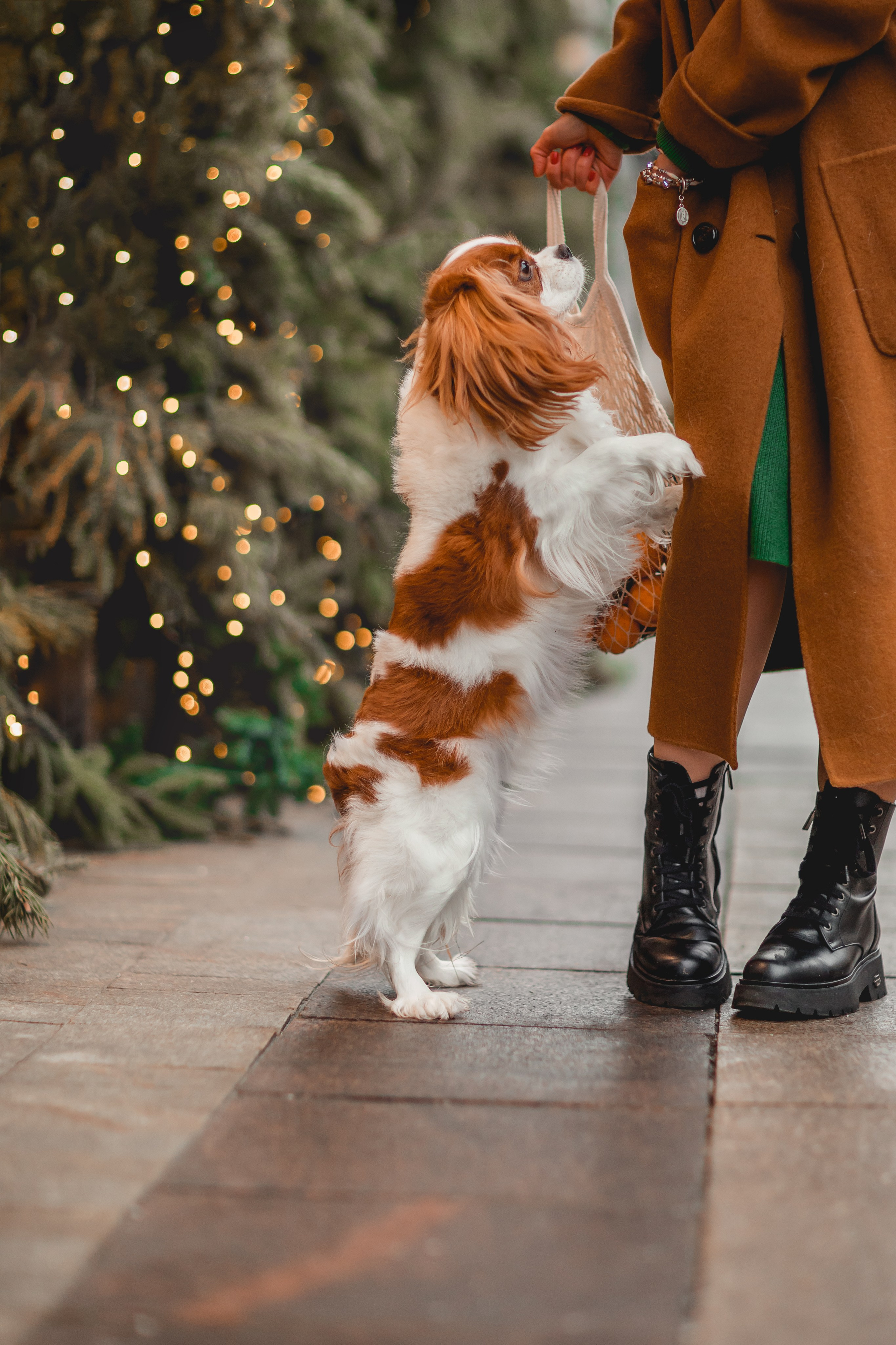 Татьяна и Хэппи. Семейный фотограф анималист Мария Крючкова