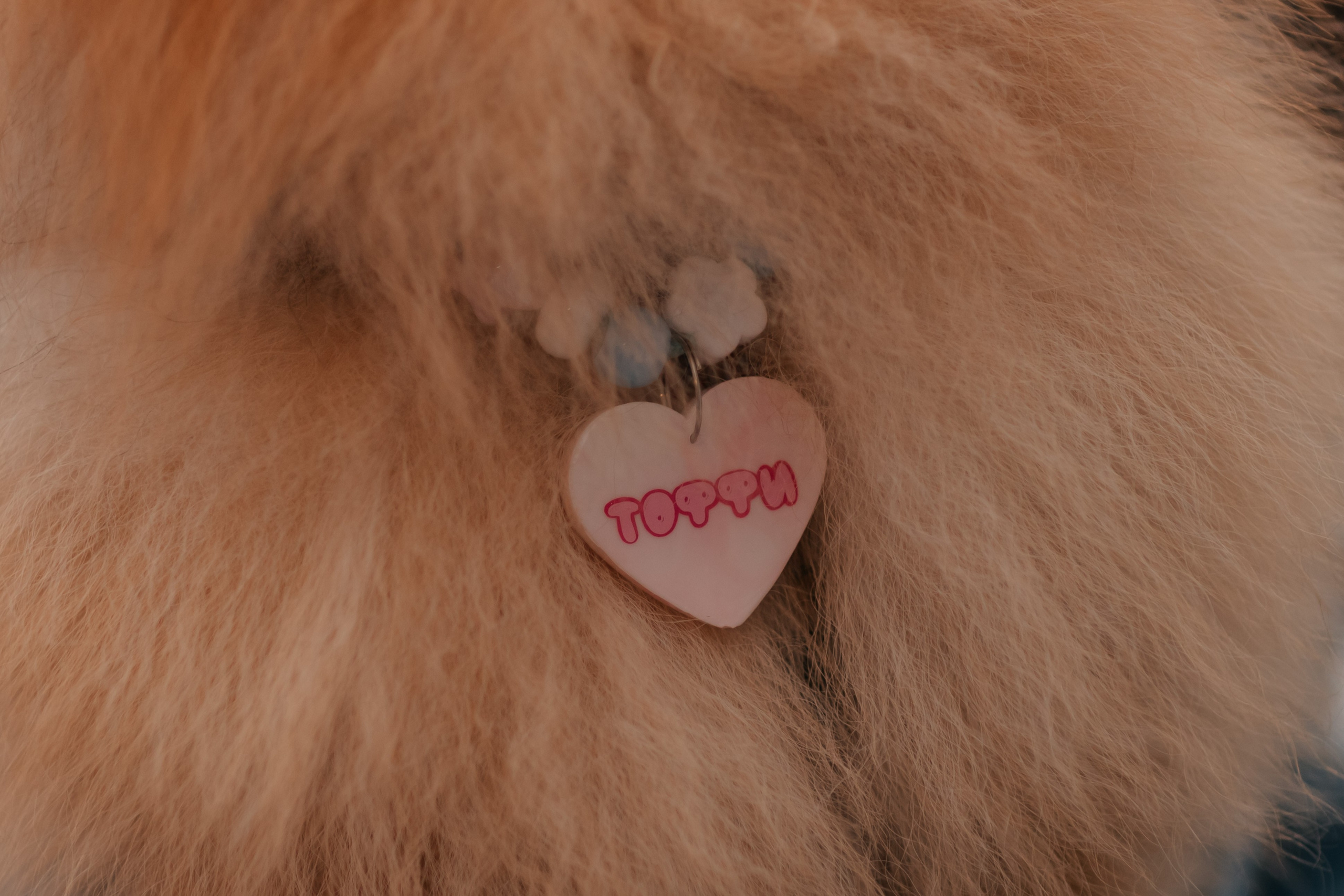 Тоффи и семья на новогодней ярмарке. Семейный фотограф анималист Мария Крючкова