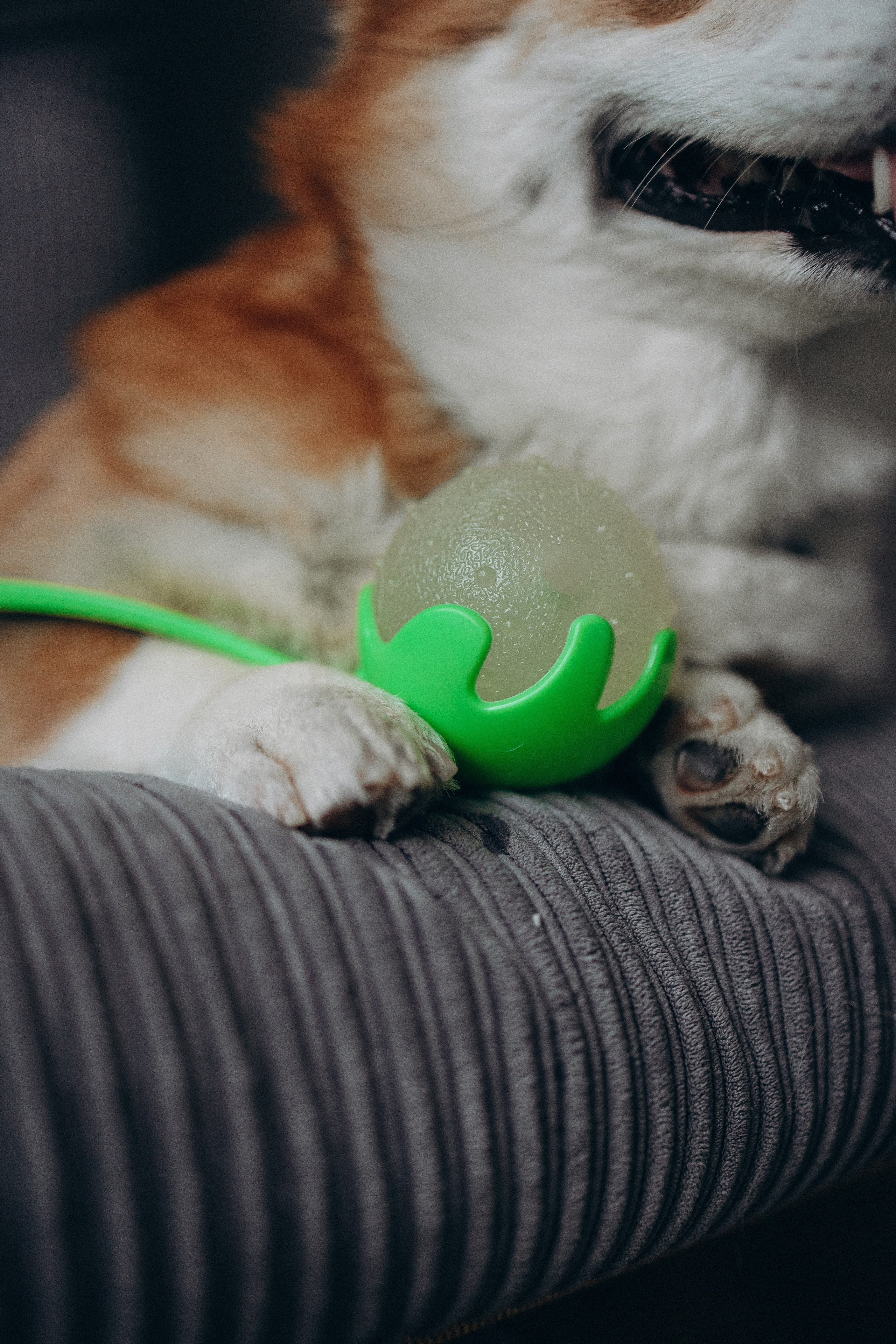 Катапульты. Фотораф — анималист Мария Шистка