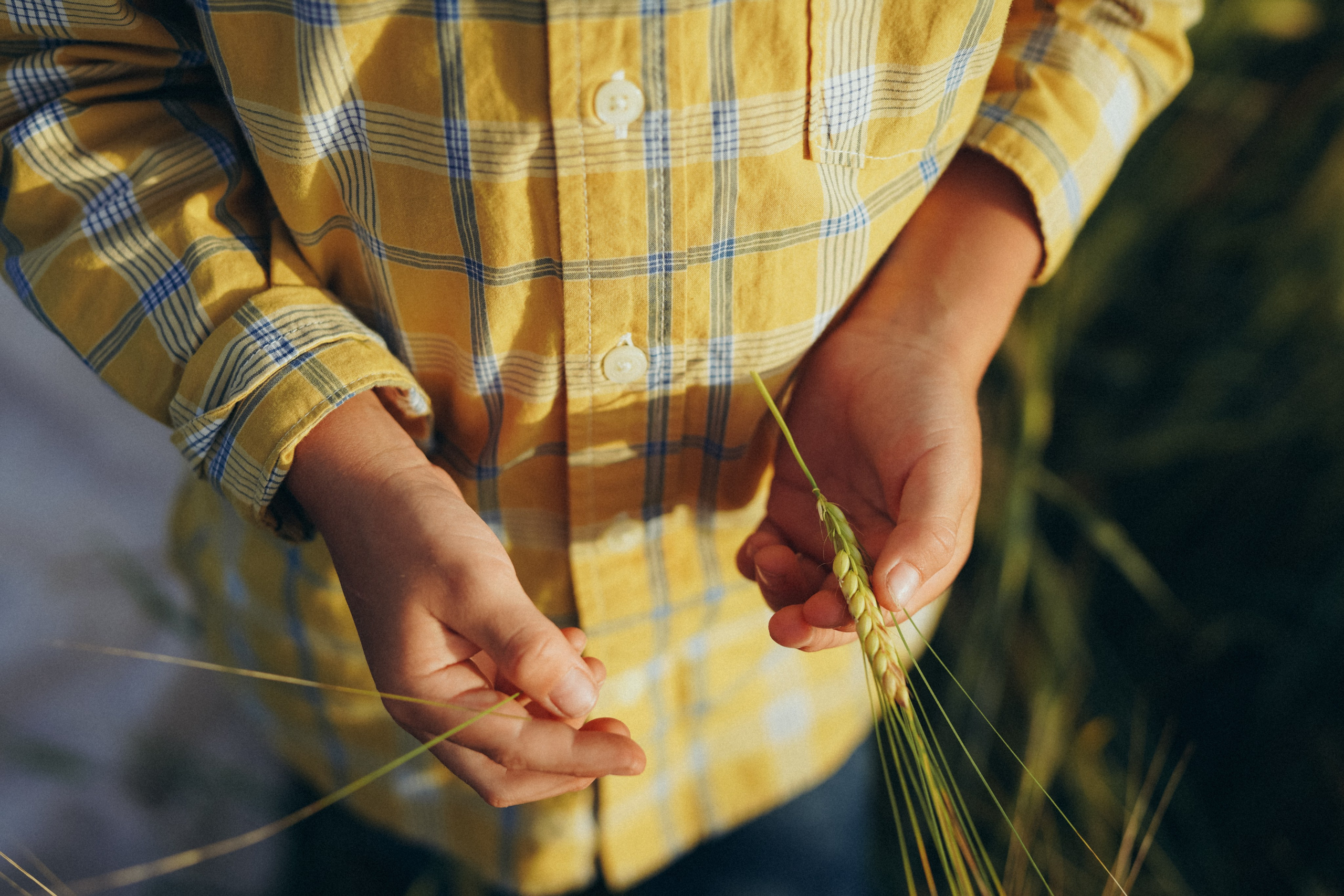 Пшеничное поле. Семейный и женский фотограф в Санкт-Петербурге Татьяна Стружкина