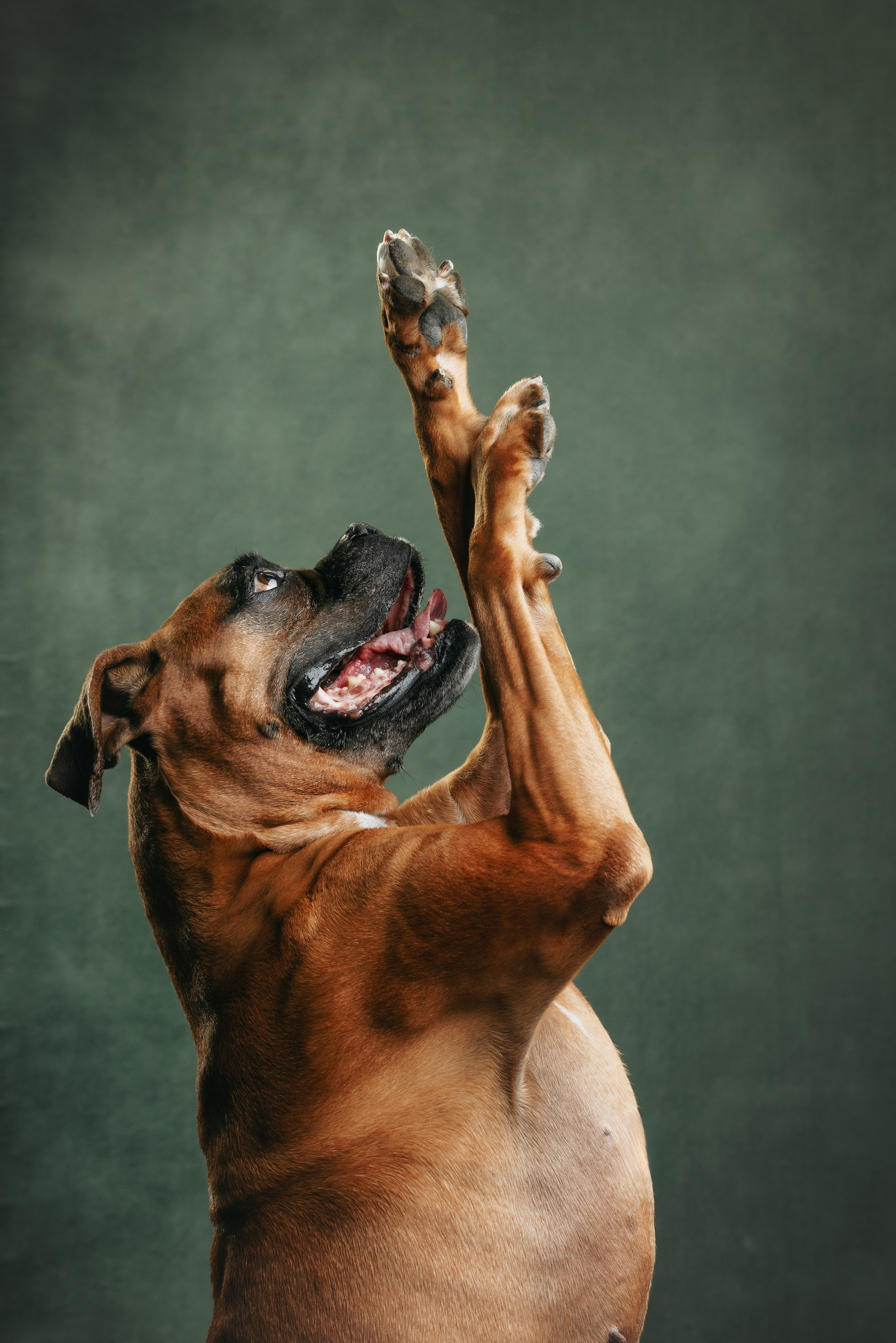 Боксер Челси. Фотограф анималист Осипчикова Мария