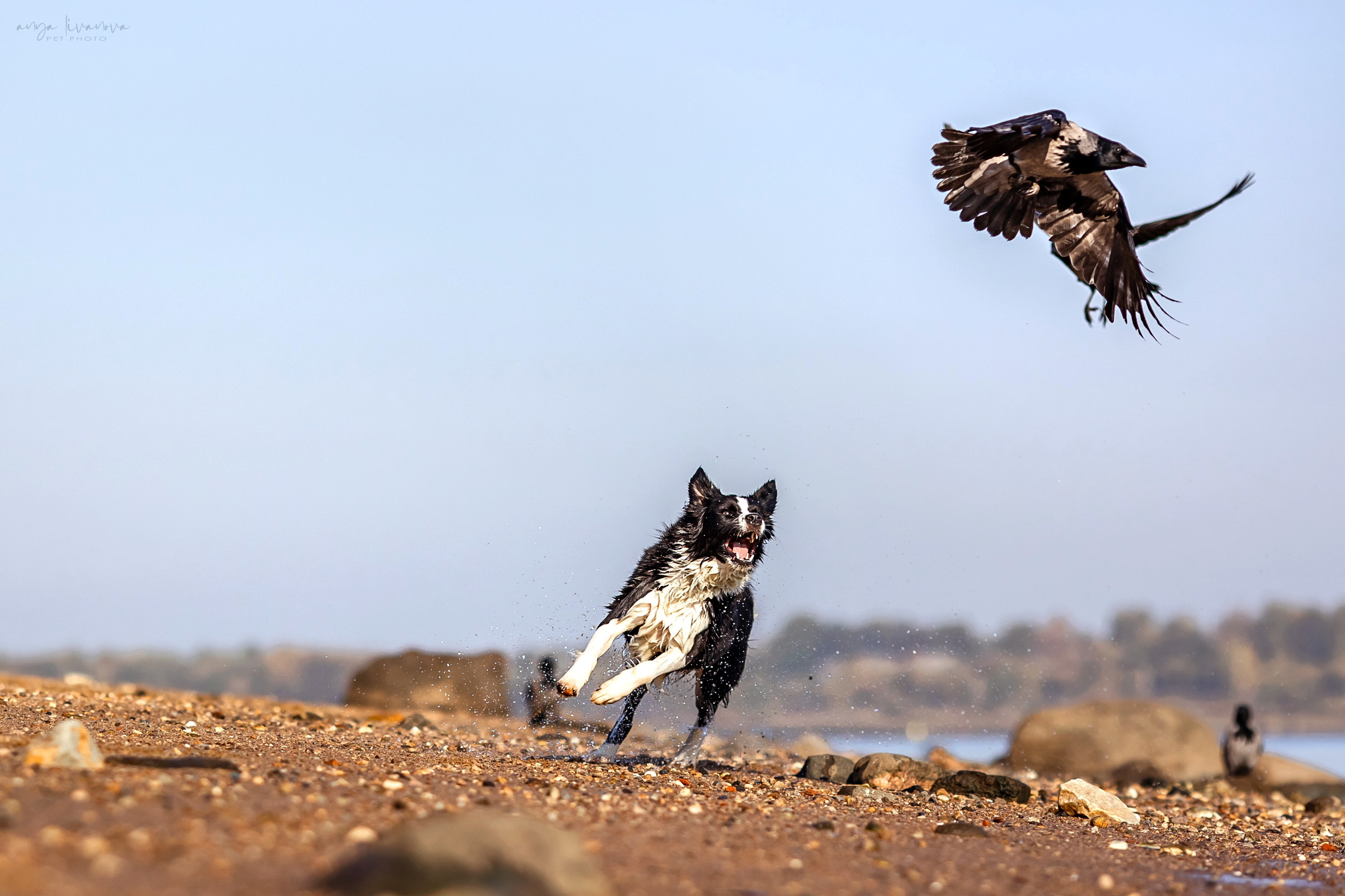 Алена и Майли. Фотограф анималист Аня Ливанова | Рыбинск