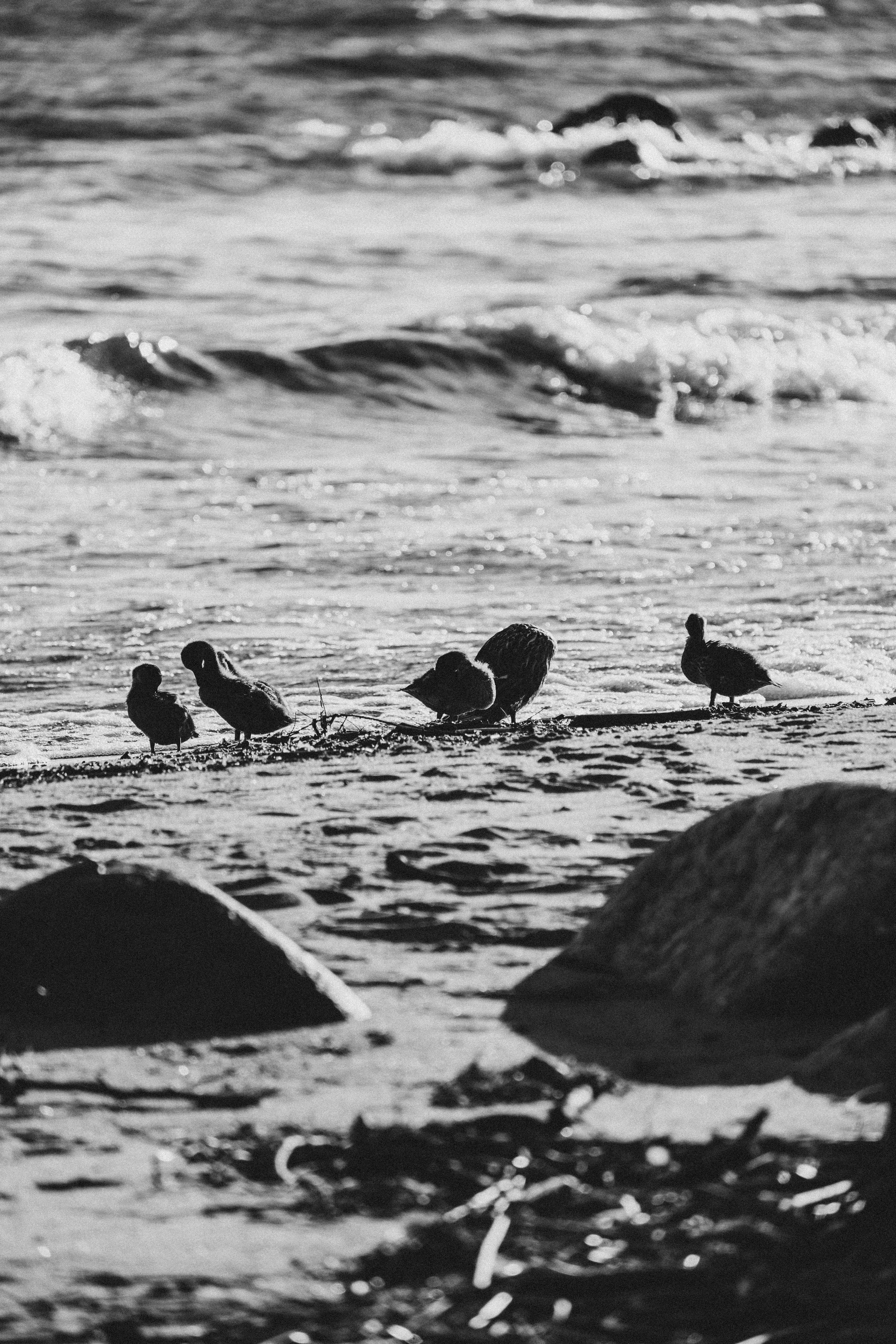 ПРОГУЛКА НА БЕРЕГУ ФИНСКОГО ЗАЛИВА. Профессиональный фотограф, Санкт-Петербург — Виктория Богомолова