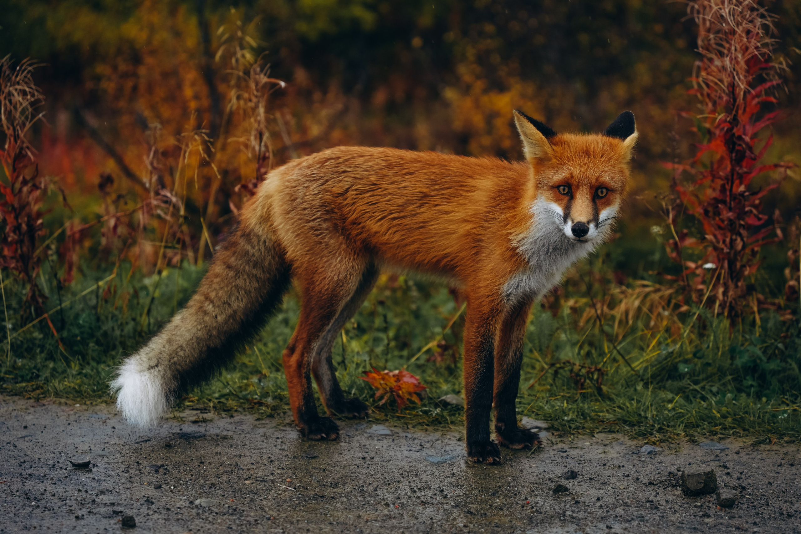 СЕВЕР. Event фотограф Степанова Александра