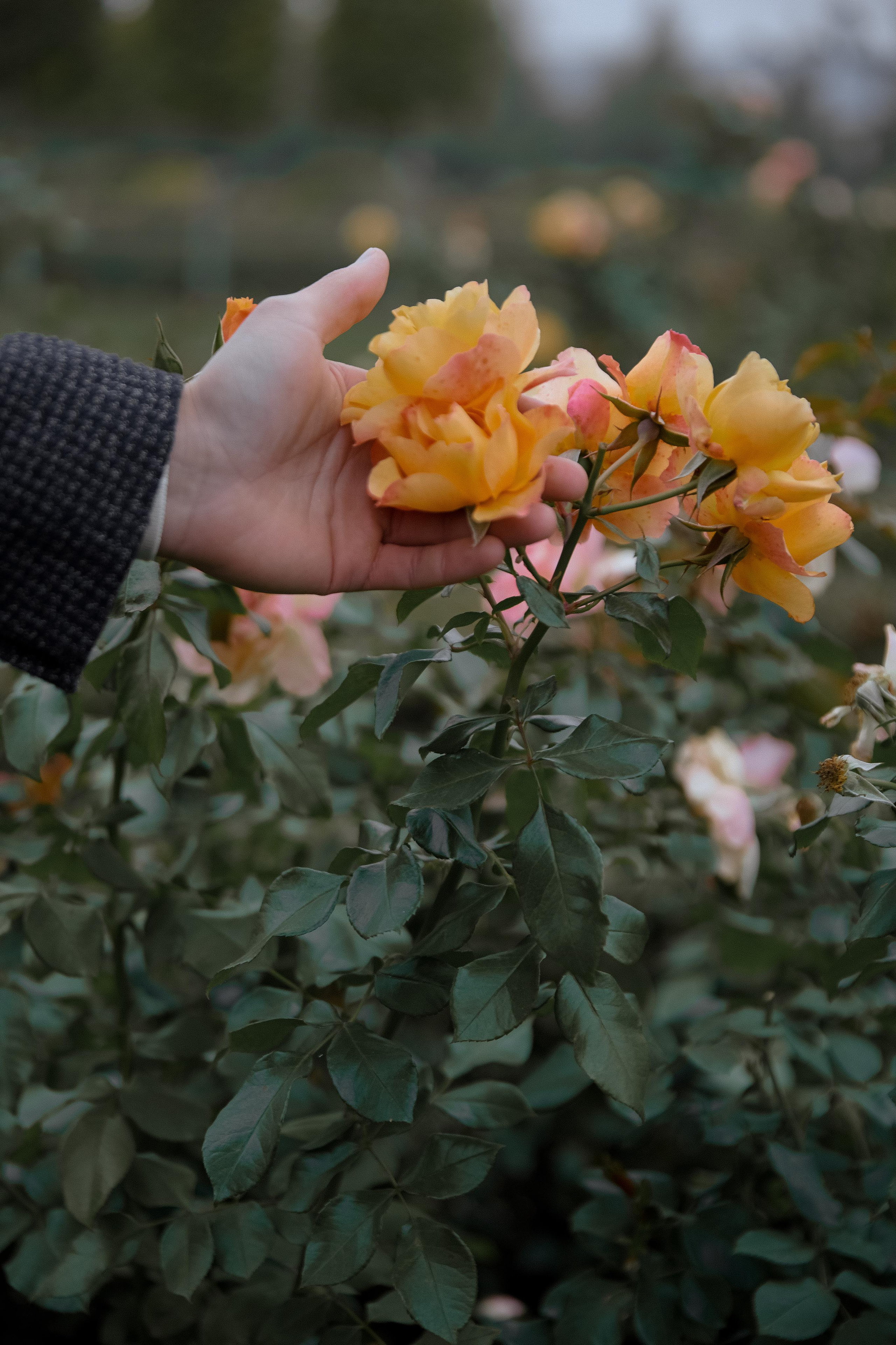 МИЛЕНА И ИВАН. Свадебный фотограф в Воронеже Гридина Галина