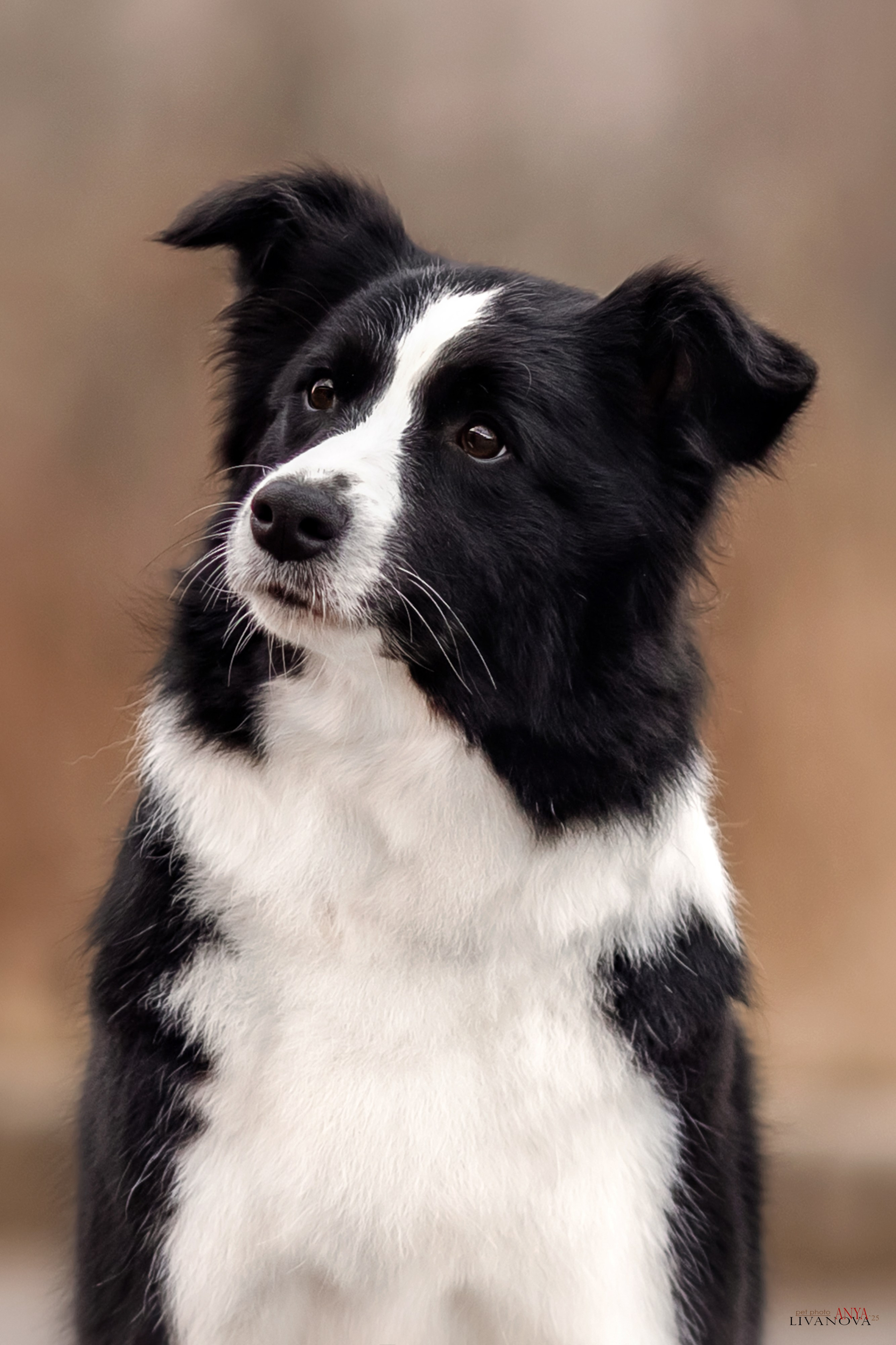 Майли. Фотограф анималист Аня Ливанова | Рыбинск