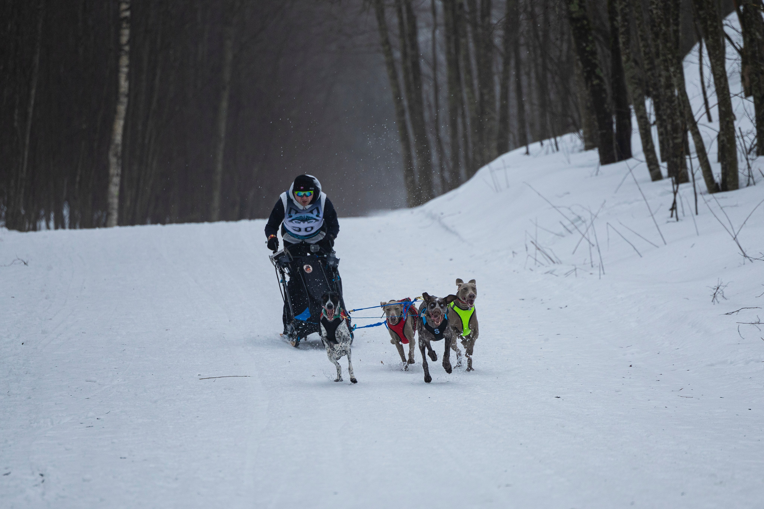 Зимний Чемпионат Санкт-Петербурга по ездовому спорту. Фотограф-анималист Анна Маринич