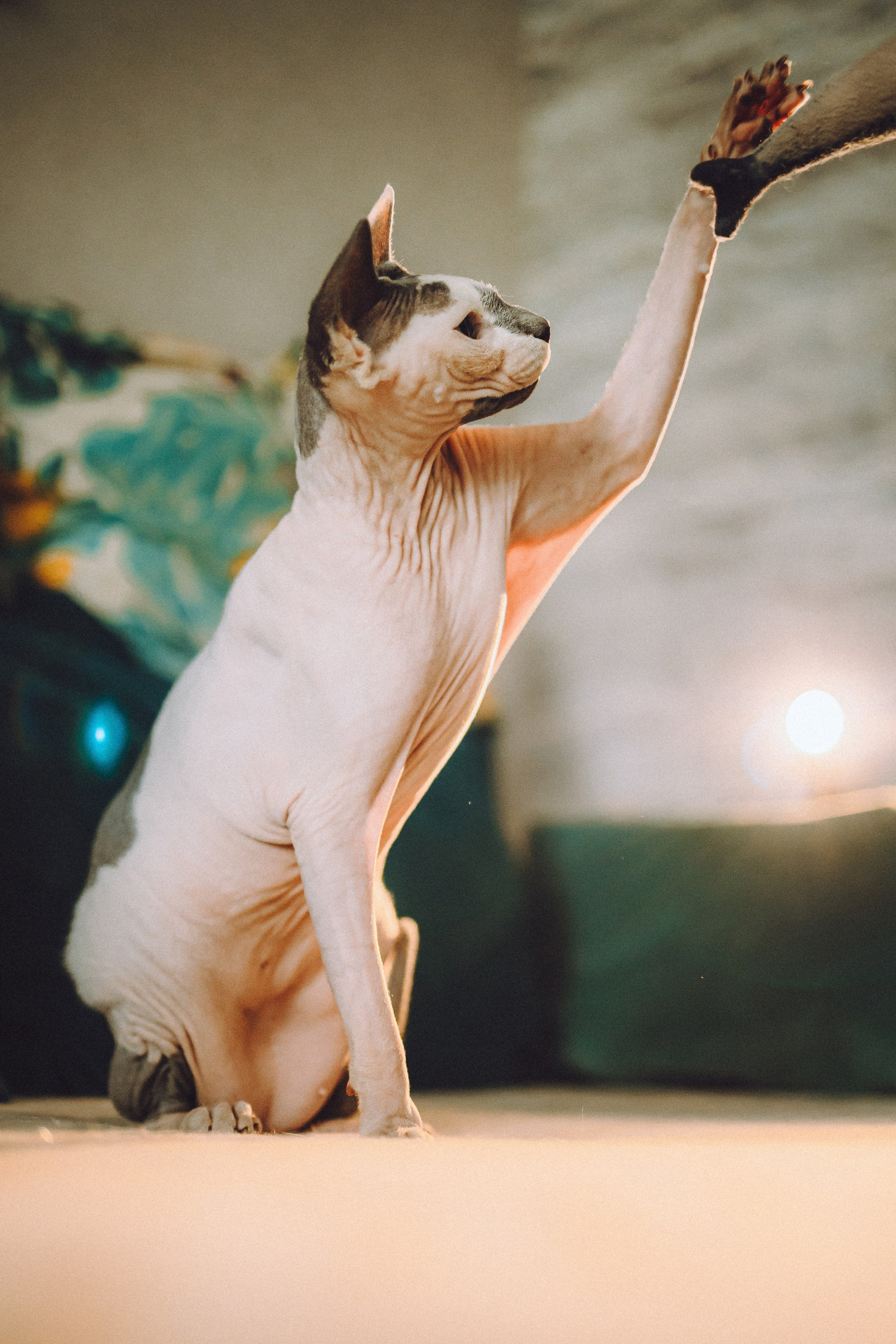 Топик и его семья