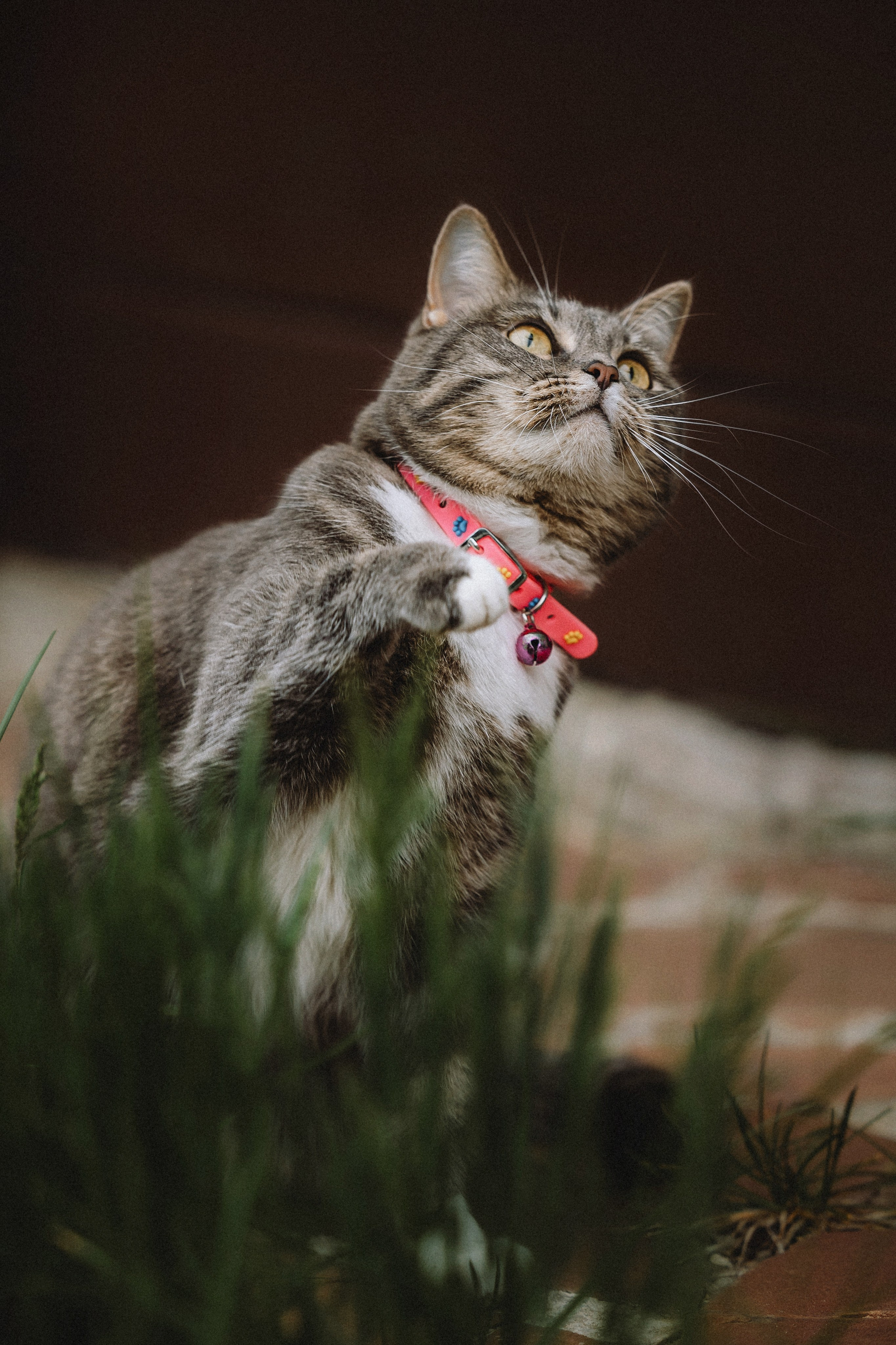 Леброн, Муся и Ира