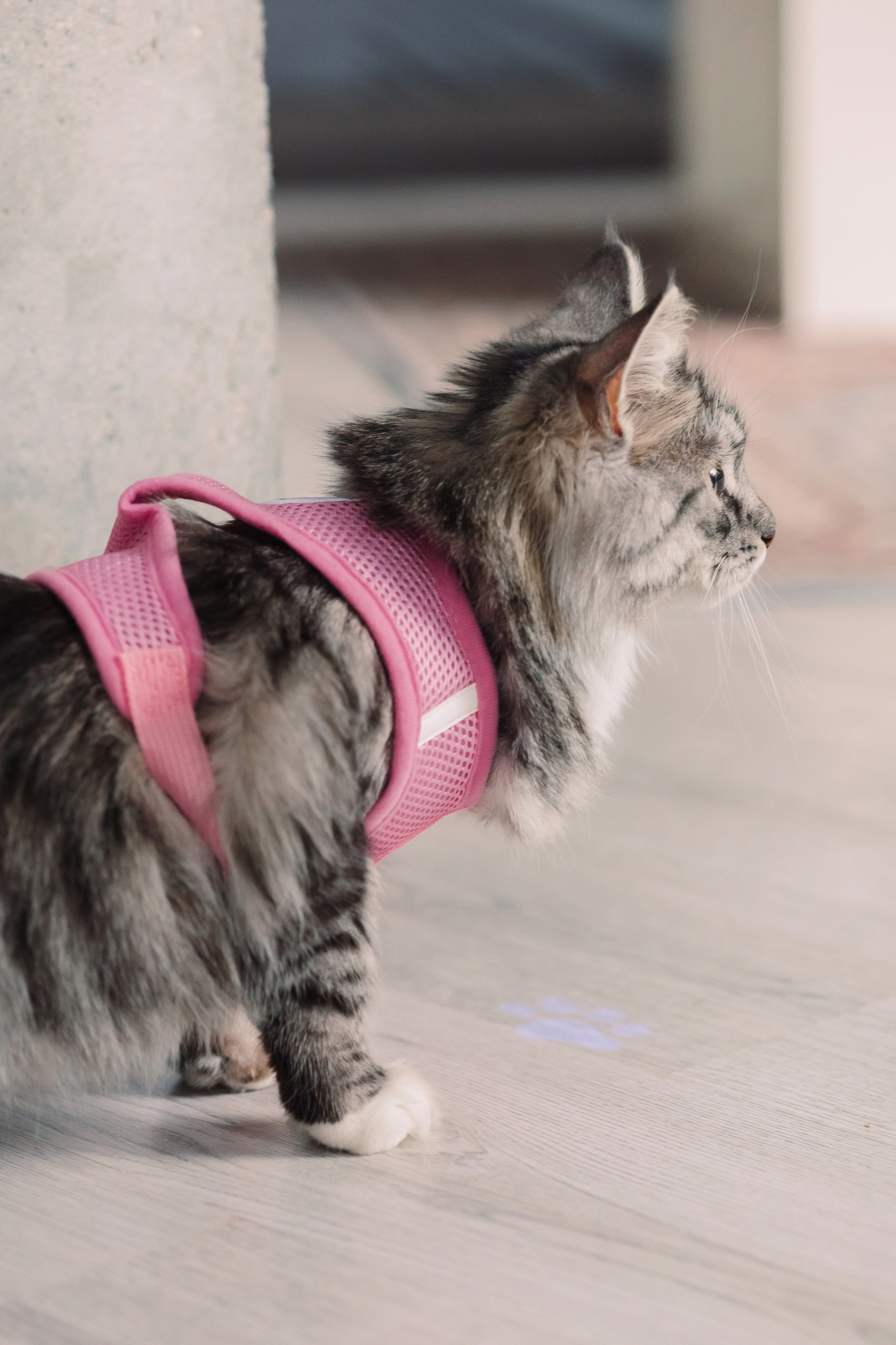 Магазин Friend of mine. Фотограф-анималист Елена Радченко, Москва