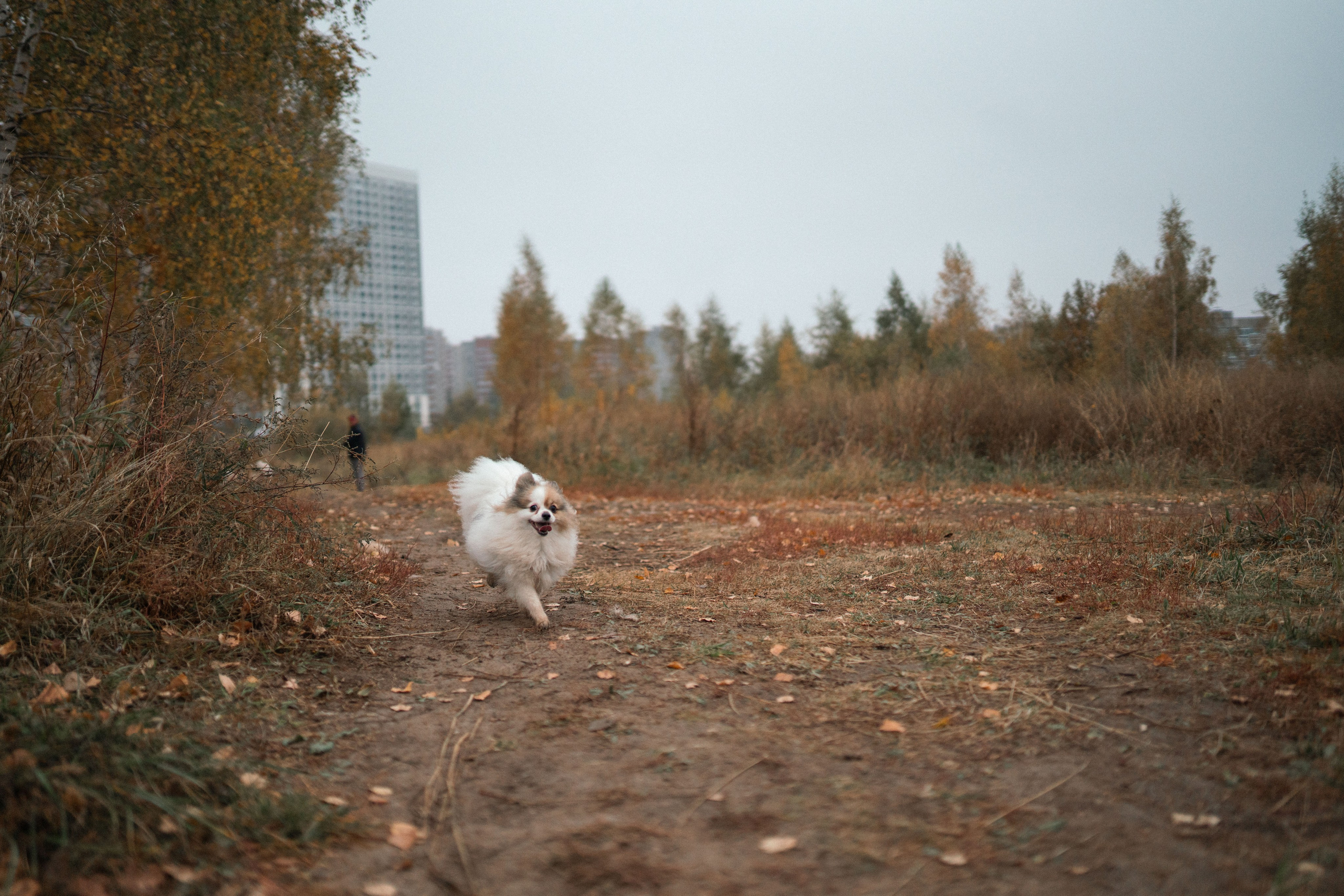 Фотосессия с собаками. Семейный фотограф в Рязани и Москве Victoria_Kros