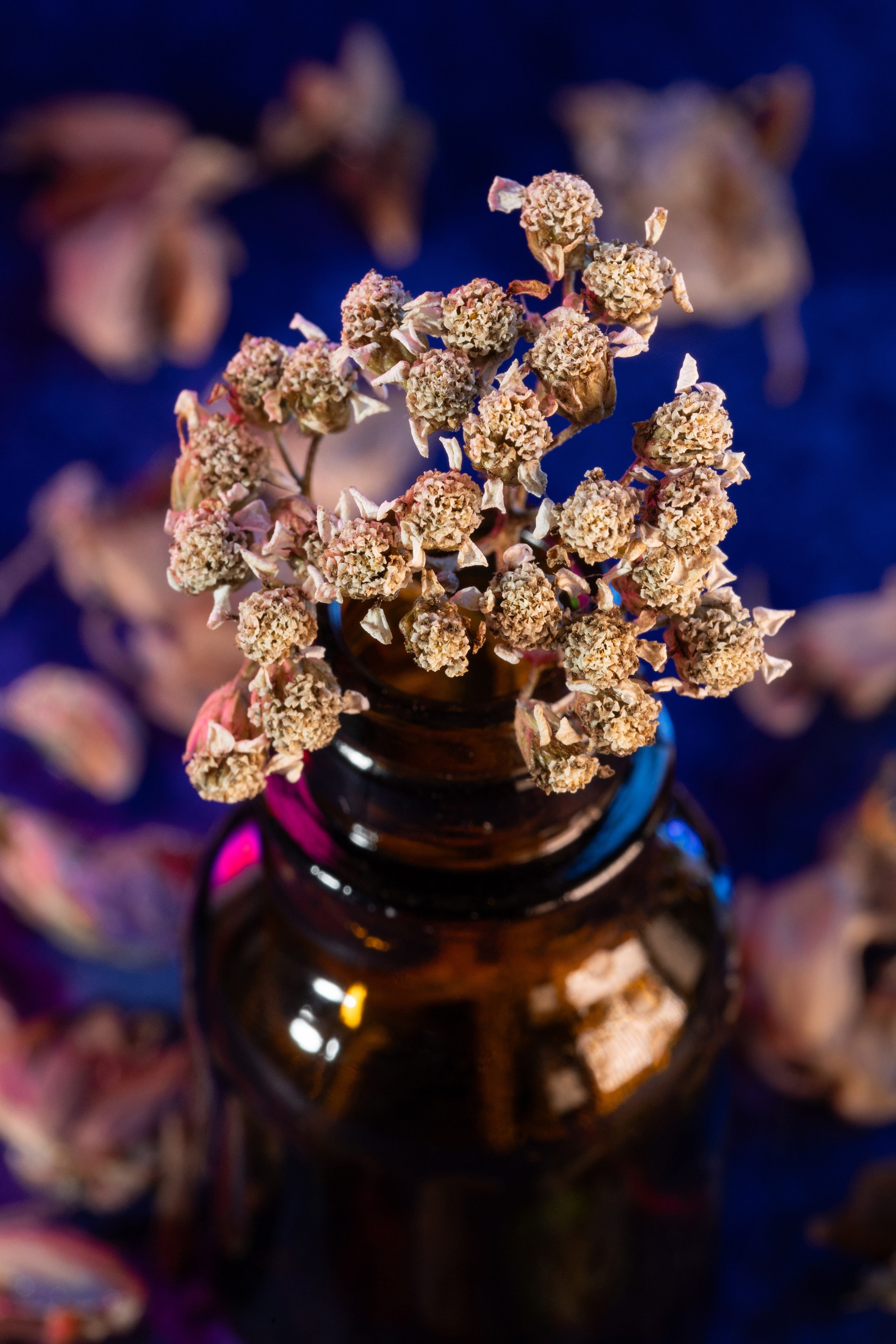 Макро. Фотограф Виктор Степанов