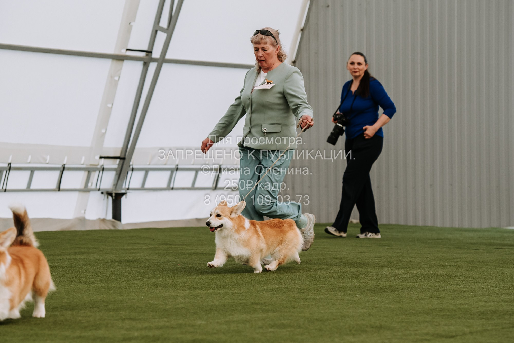 Выставка собак Красноярск 2.06. Фотограф Диана Оленина Красноярск / Братск