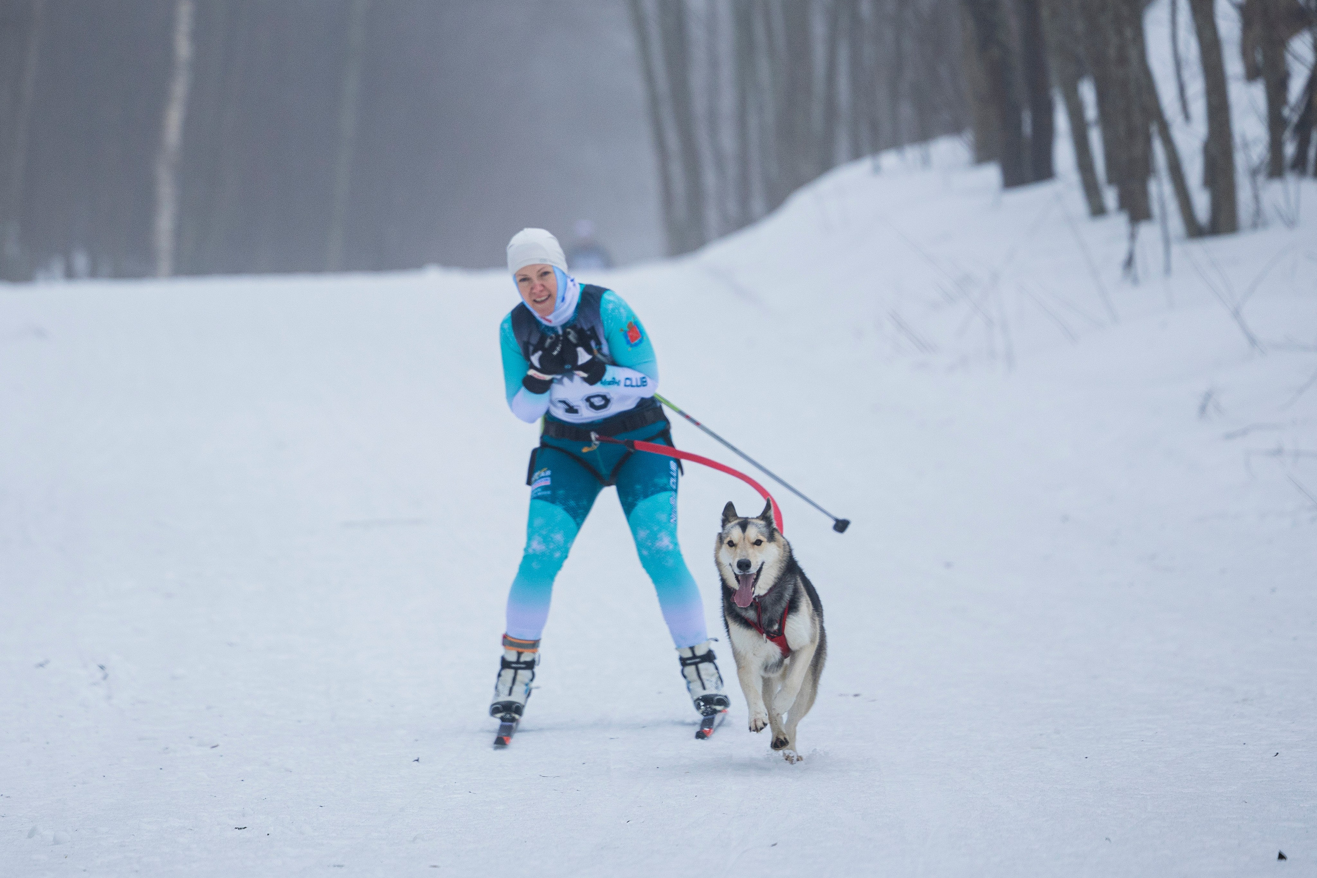 Зимний Чемпионат Санкт-Петербурга по ездовому спорту. Фотограф-анималист Анна Маринич