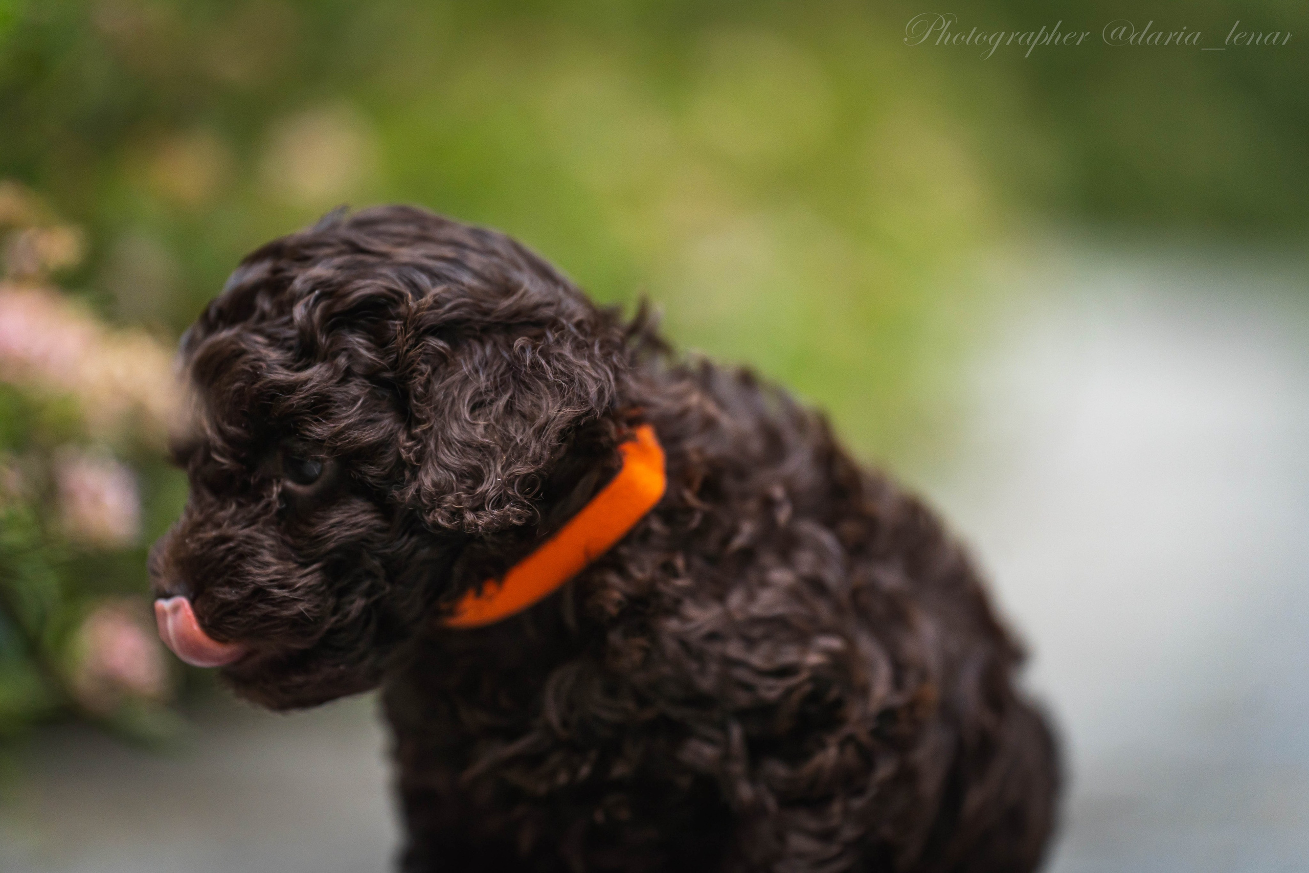 Питомник мини-пуделей. Фотограф в Москве Ленарская Дарья