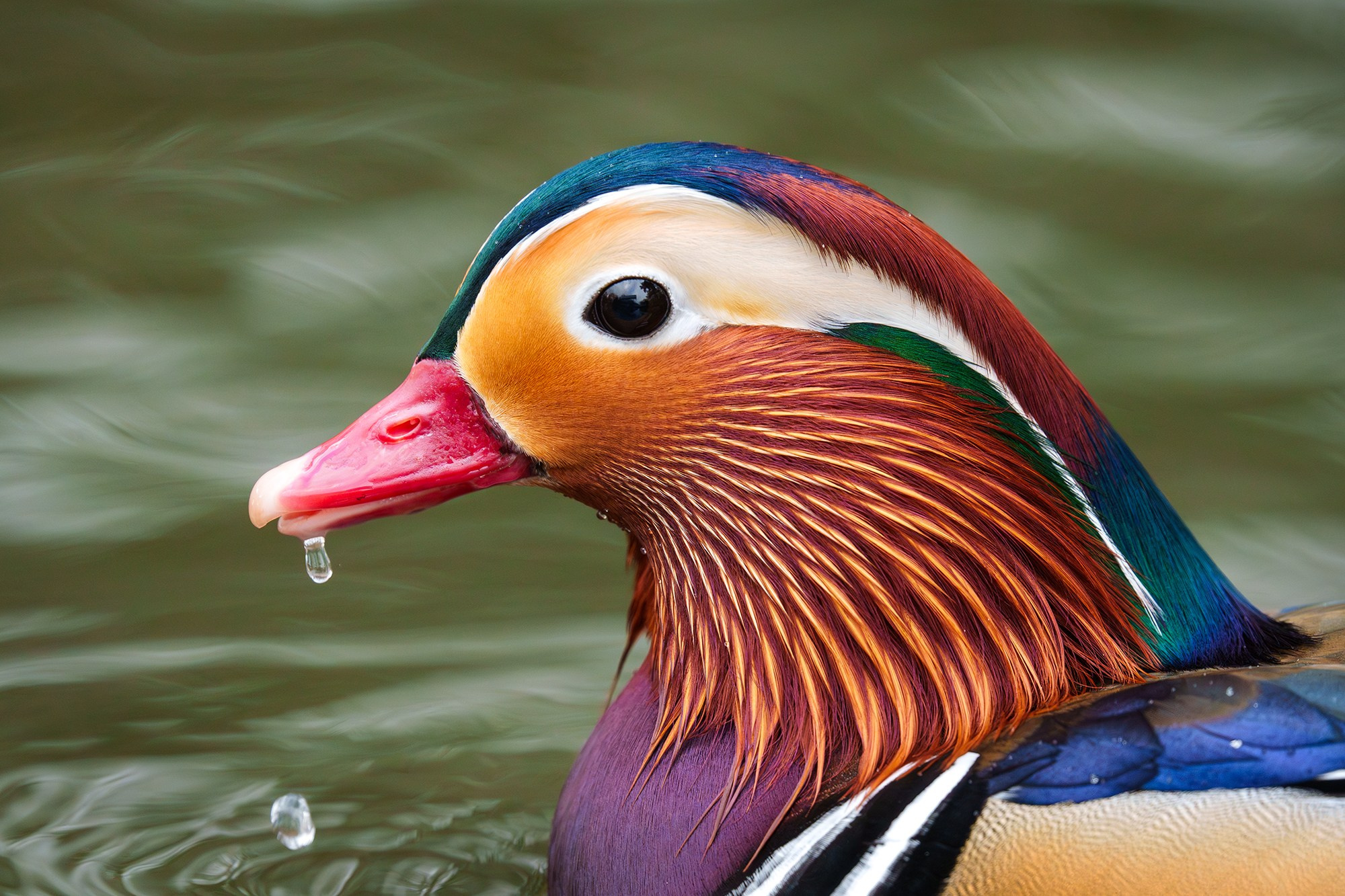 Удивительные мир птиц. Вокруг нас столько прекрасного — присмотритесь!. Ваш личный фотограф Марина Волкова